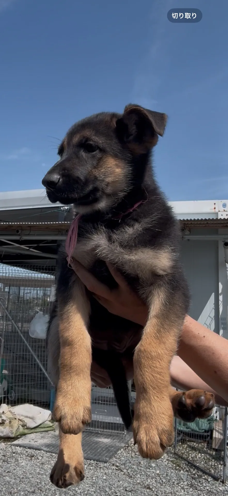 日本警察犬協会血統書　ジャーマンシェパード　女の子　29.8万円