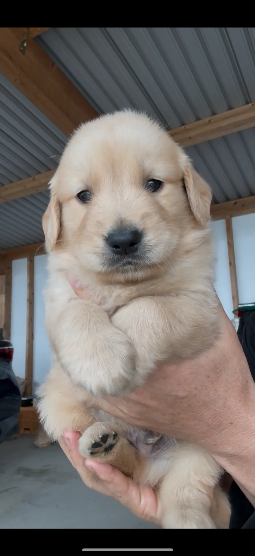 ゴールデンレトリバー　男の子　25.8万円