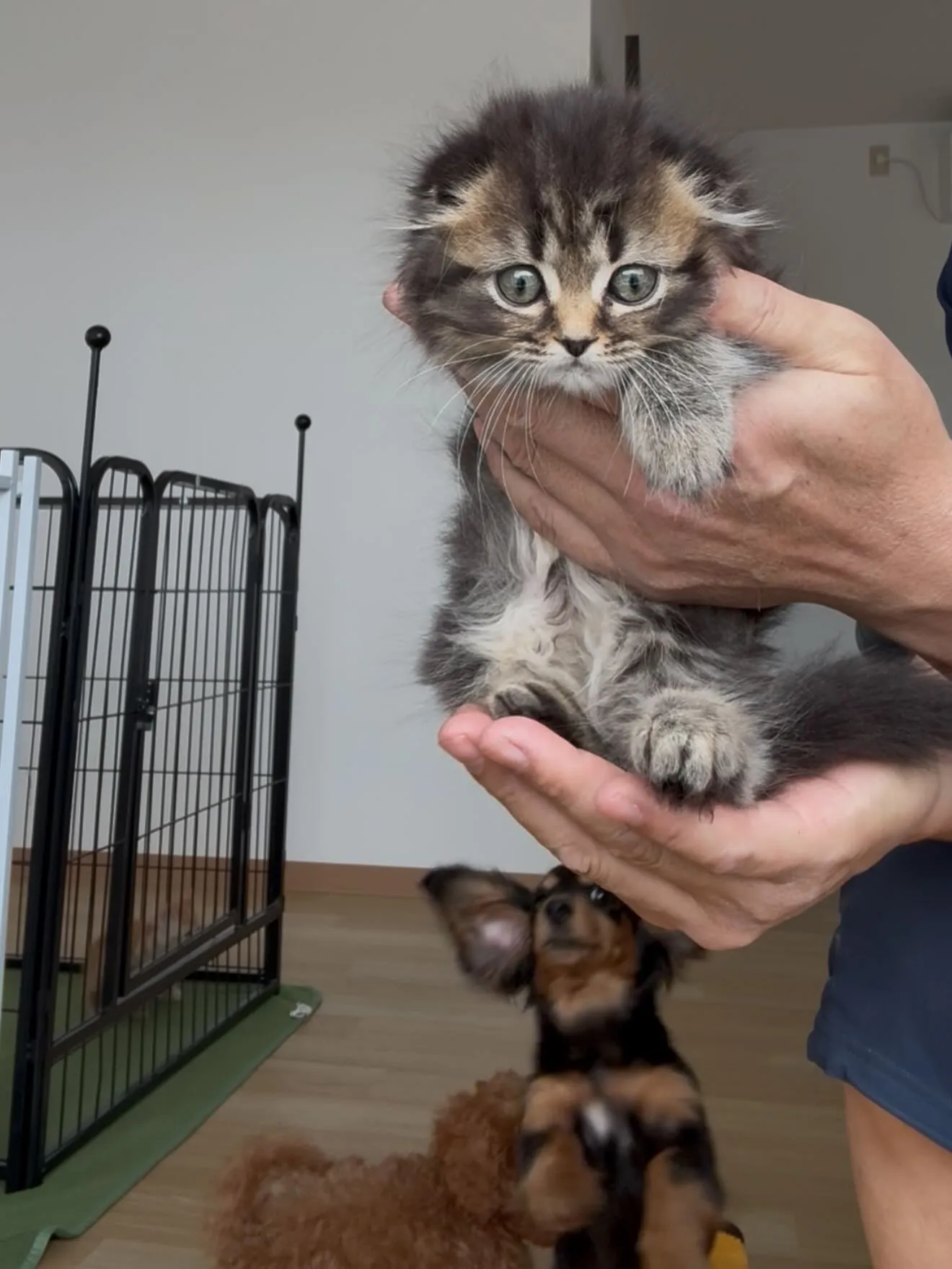 大型犬パピーとゆかいな仲間たち🏠🐶🐱