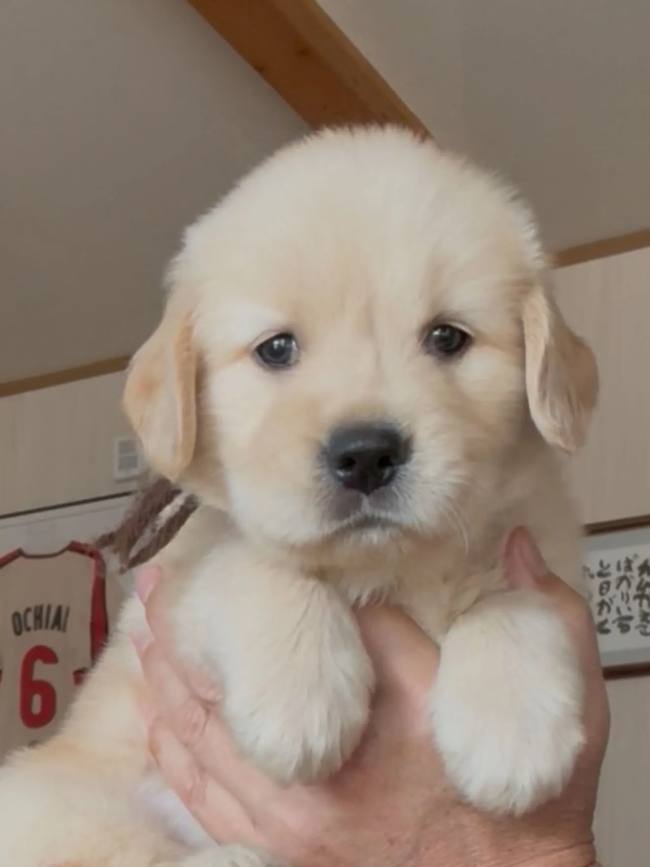 大型犬パピーとゆかいな仲間たち🏠🐶🐱