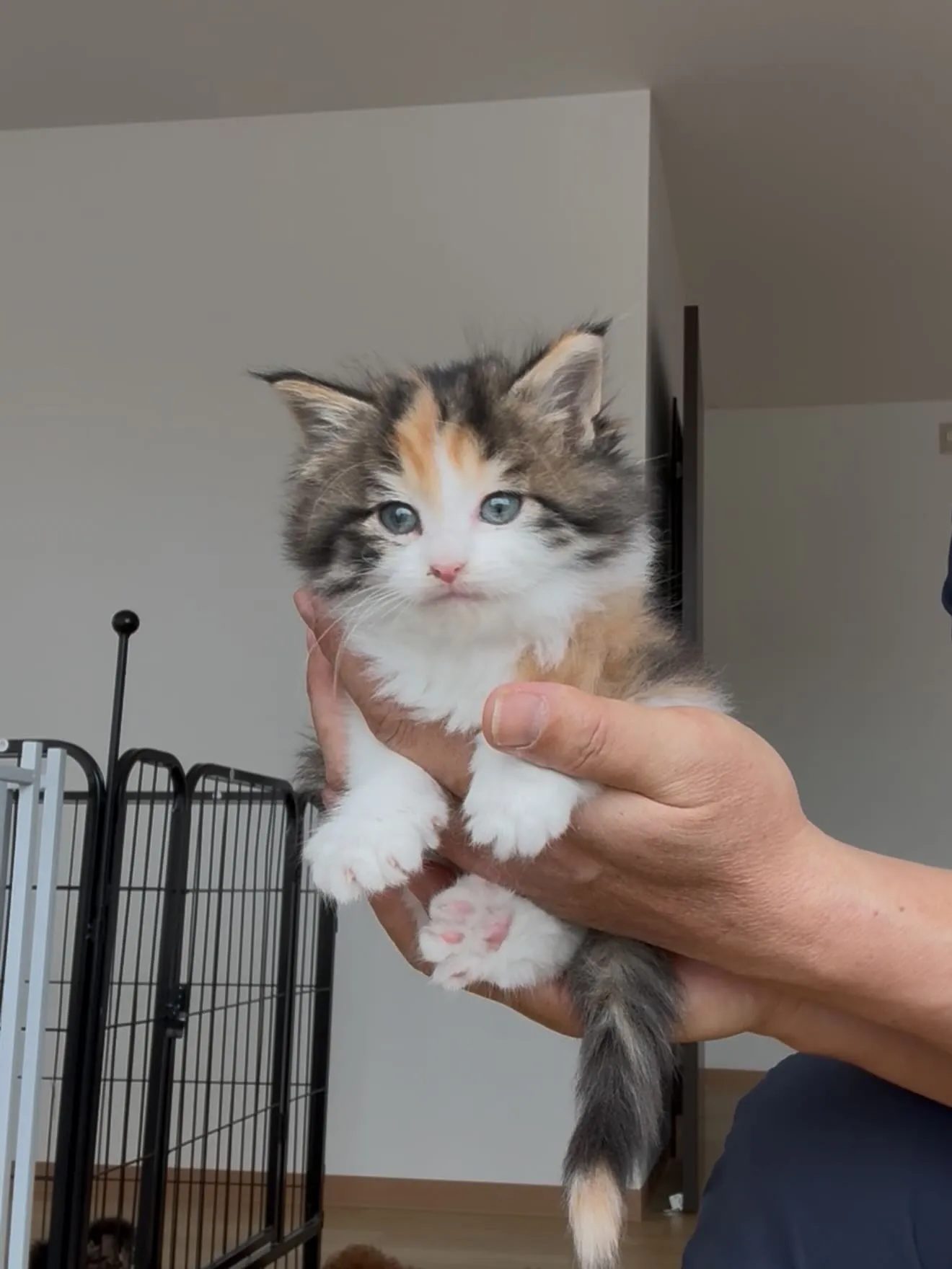 大型犬パピーとゆかいな仲間たち🏠🐶🐱