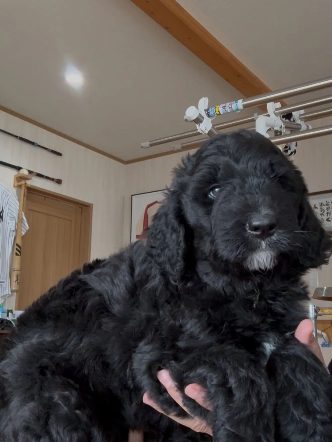 大型犬パピーとゆかいな仲間たち🏠🐶🐱