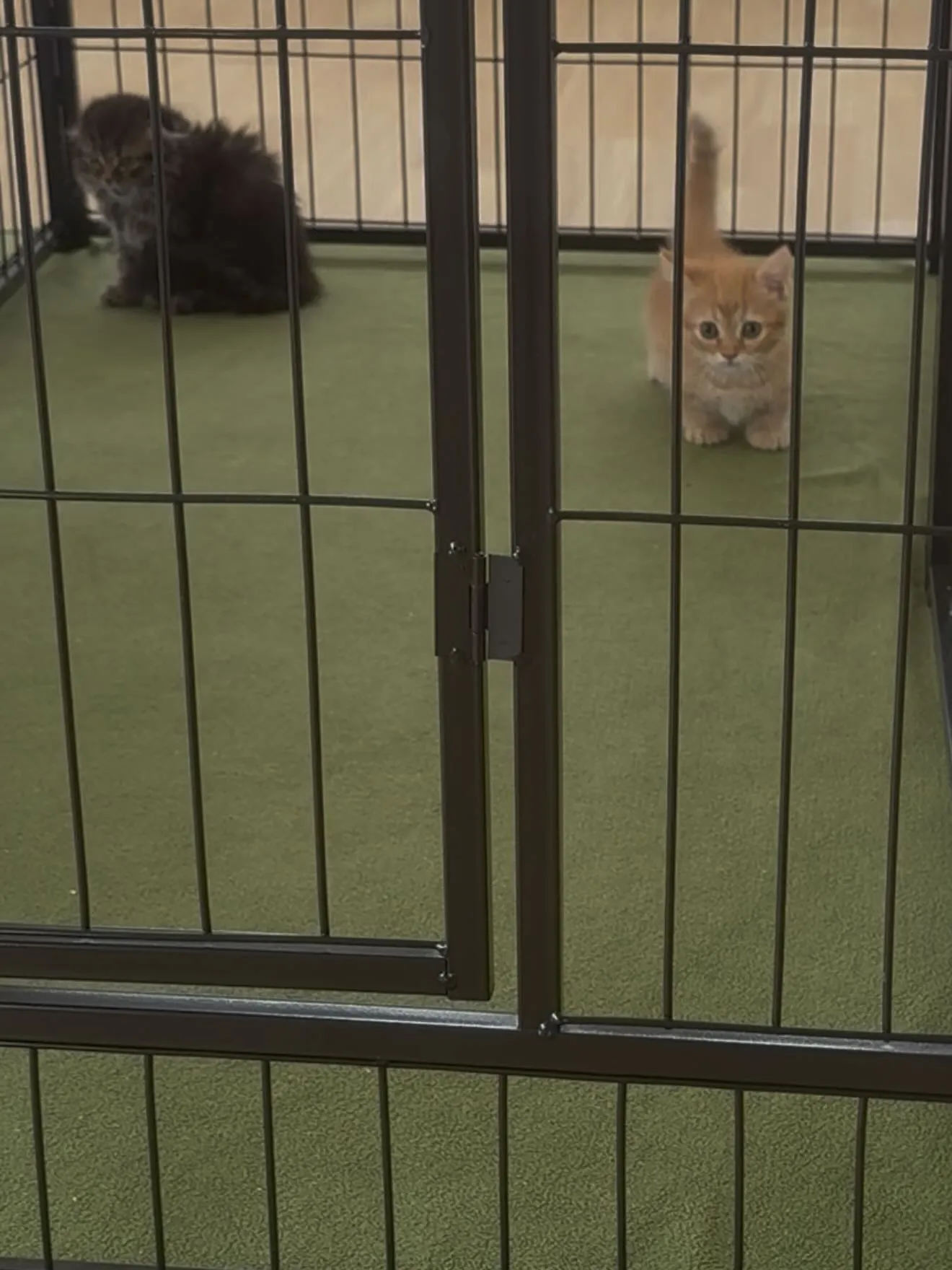 大型犬パピーとゆかいな仲間たち🏠🐶🐱