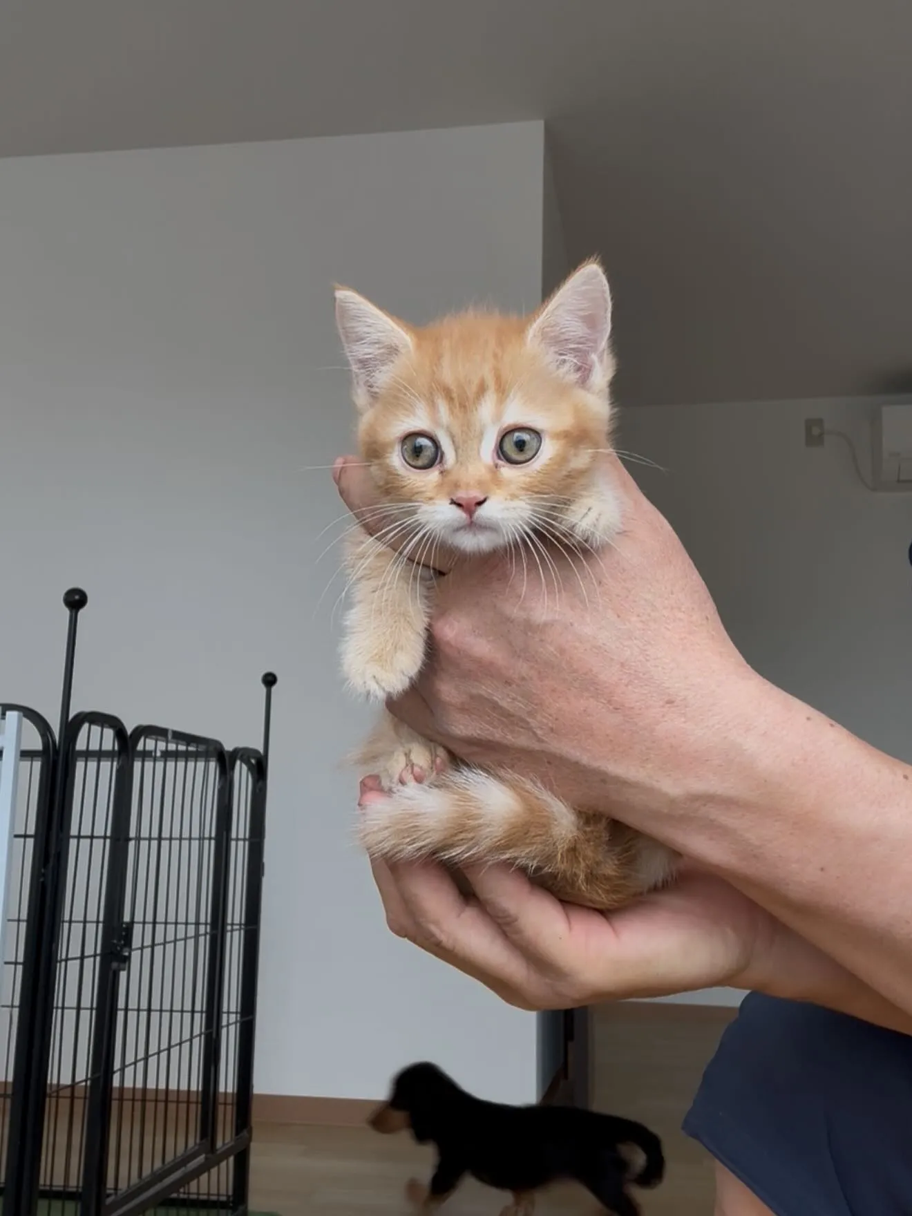 大型犬パピーとゆかいな仲間たち🏠🐶🐱