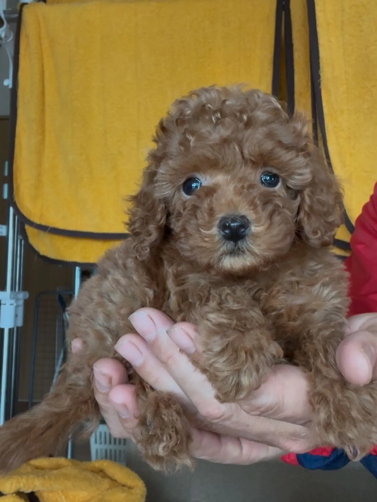 大型犬パピーとゆかいな仲間たち🏠🐶🐱