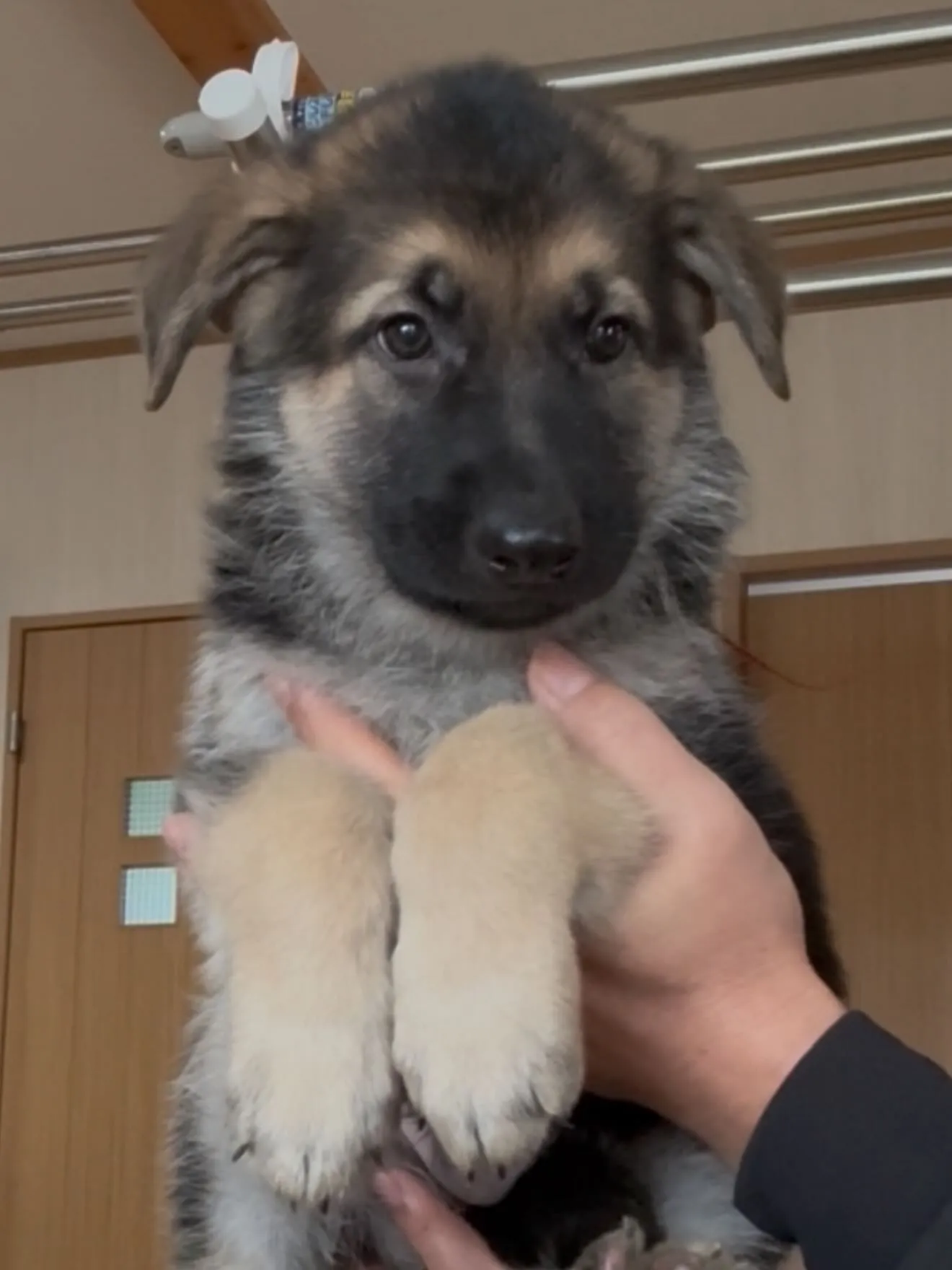 大型犬パピーとゆかいな仲間たち🏠🐶🐱