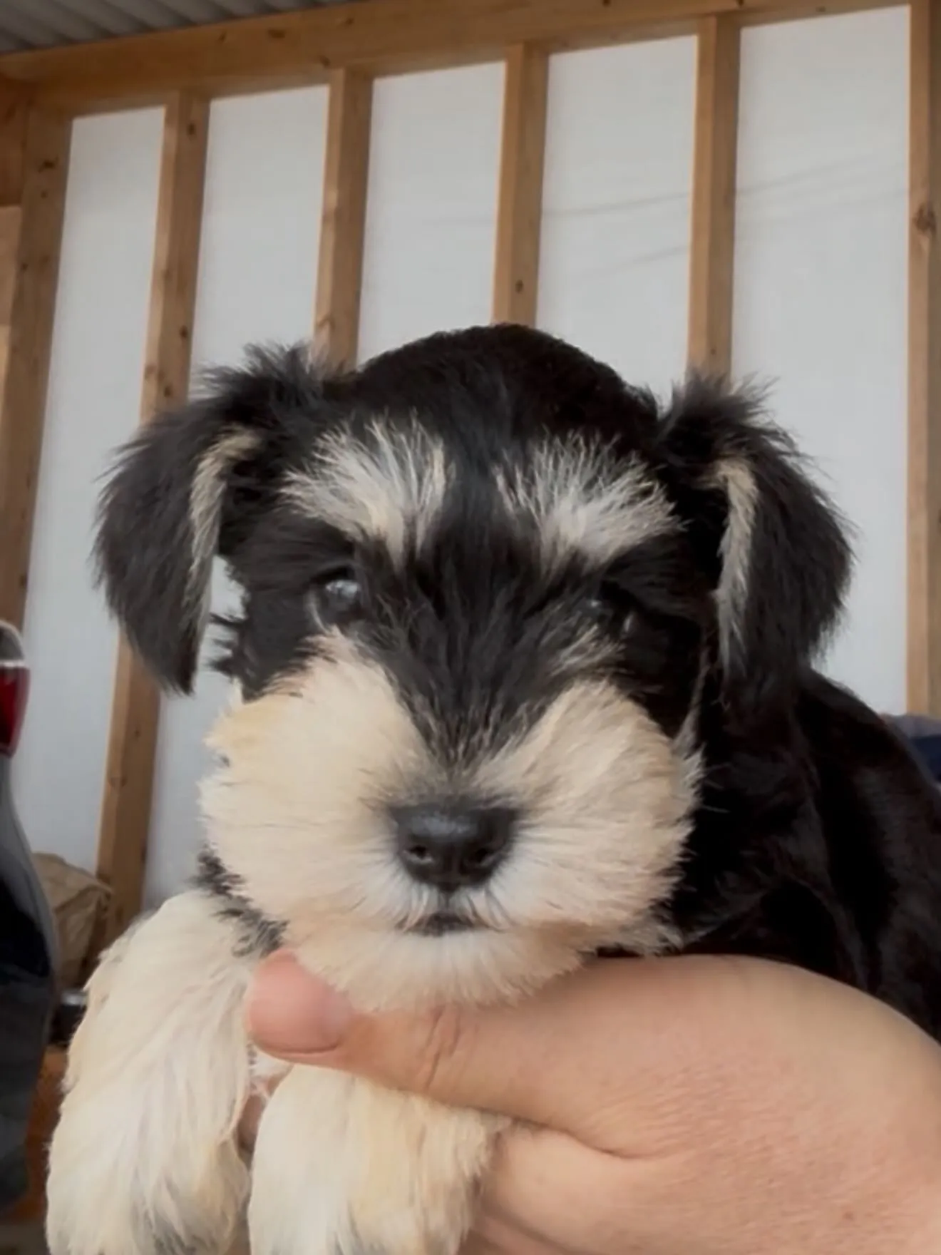 大型犬パピーとゆかいな仲間たち🏠🐶🐱