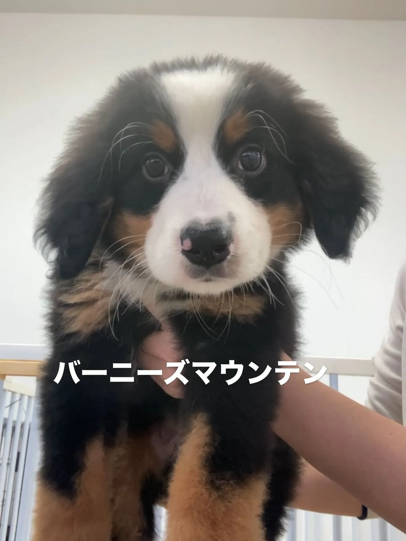 沢山の仲間たちがやって参りました🐶🐈