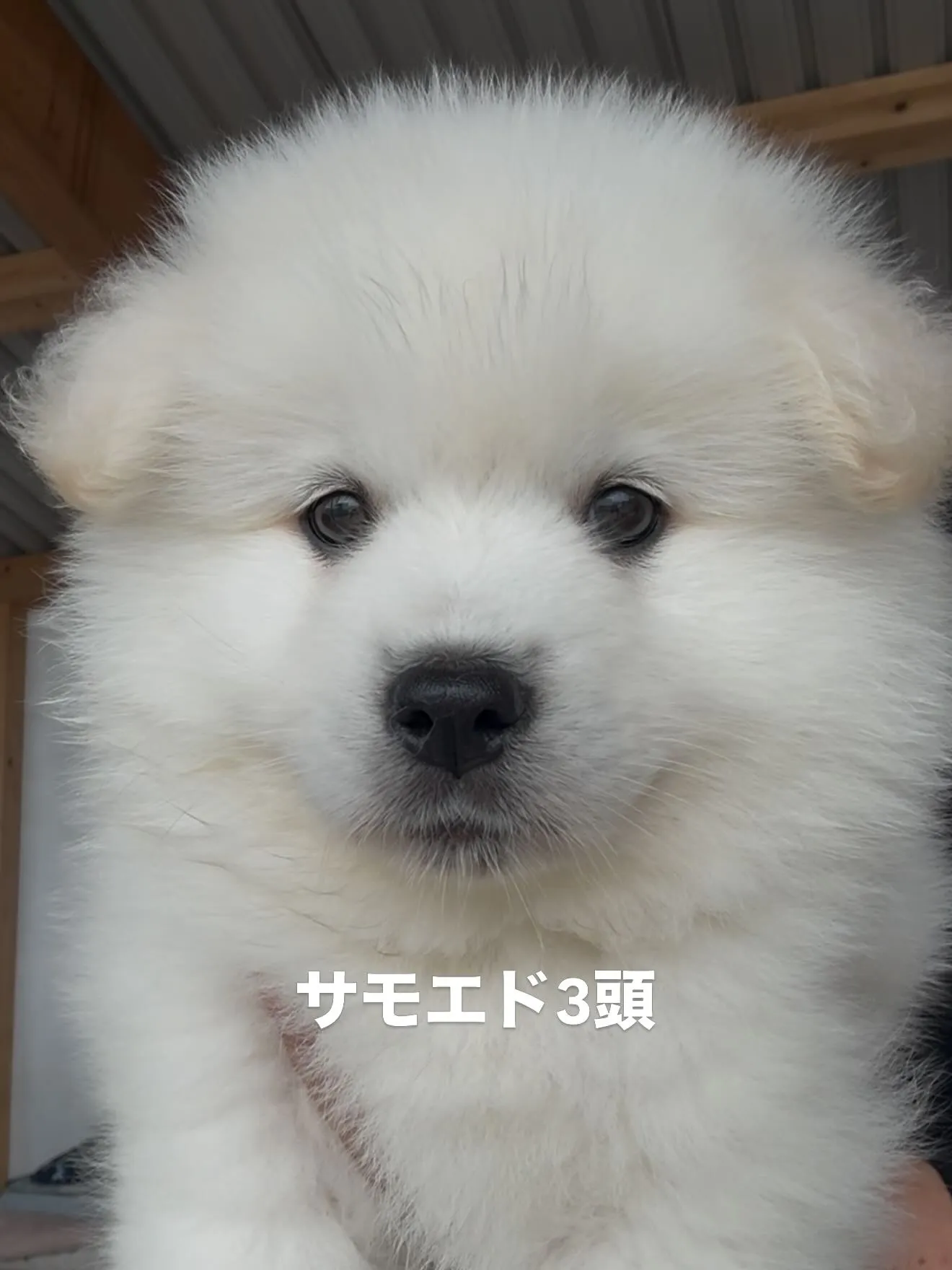 沢山の仲間たちがやって参りました🐶🐈