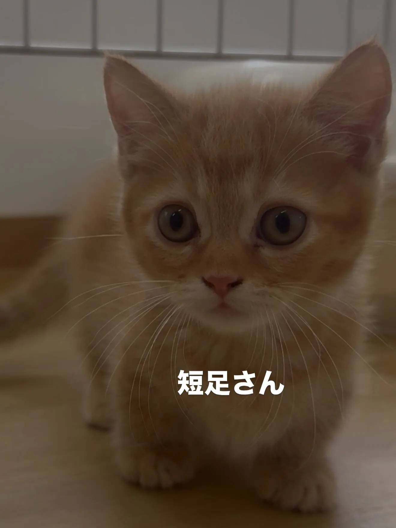 沢山の仲間たちがやって参りました🐶🐈