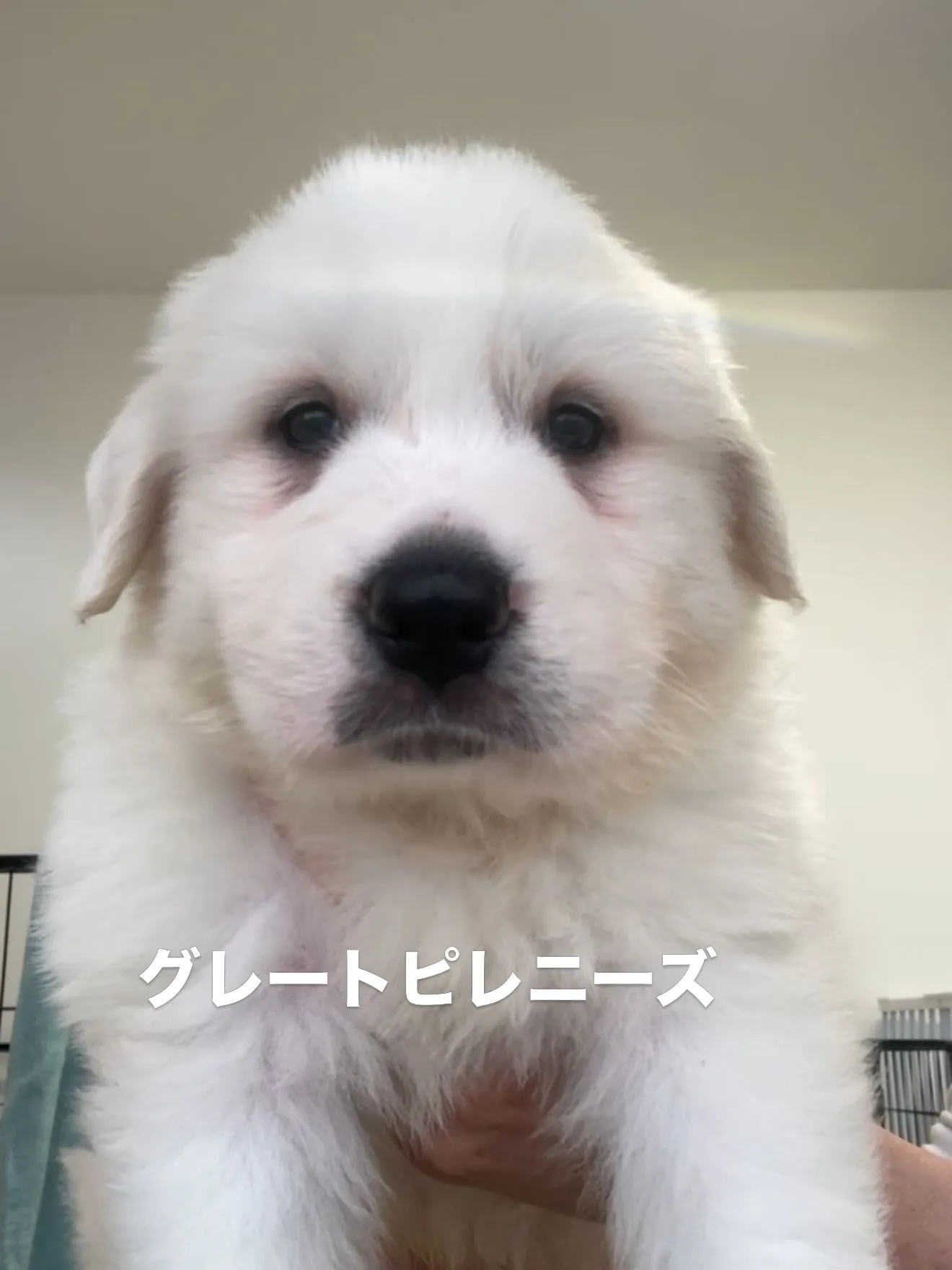 沢山の仲間たちがやって参りました🐶🐈