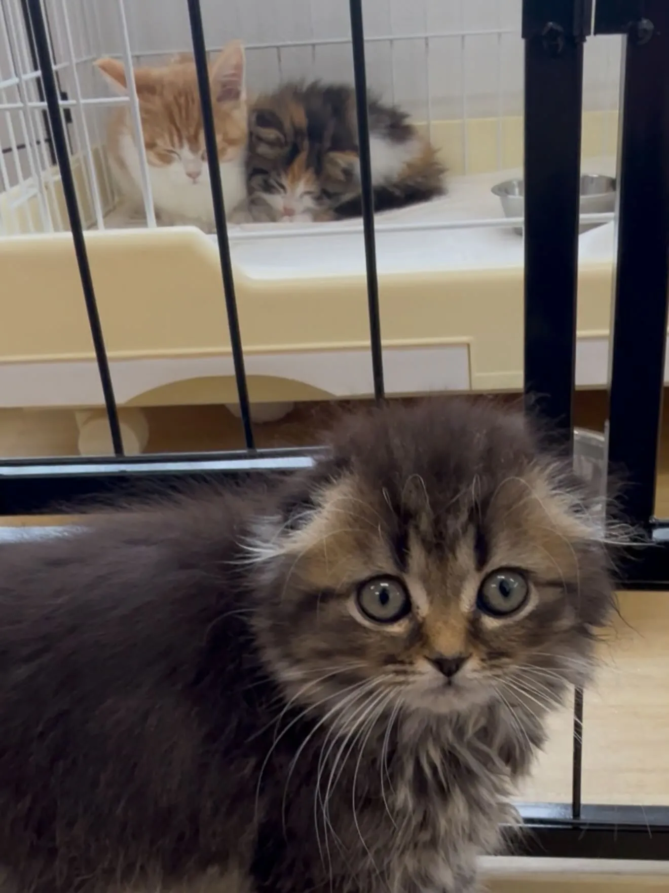 沢山の仲間たちがやって参りました🐶🐈