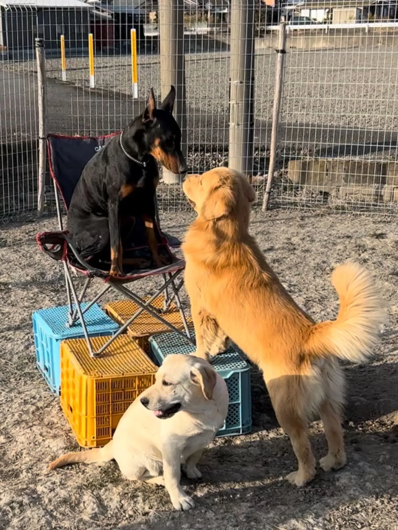 今日も、穏やかに、ゆっくりと時間が流れております🐶😌