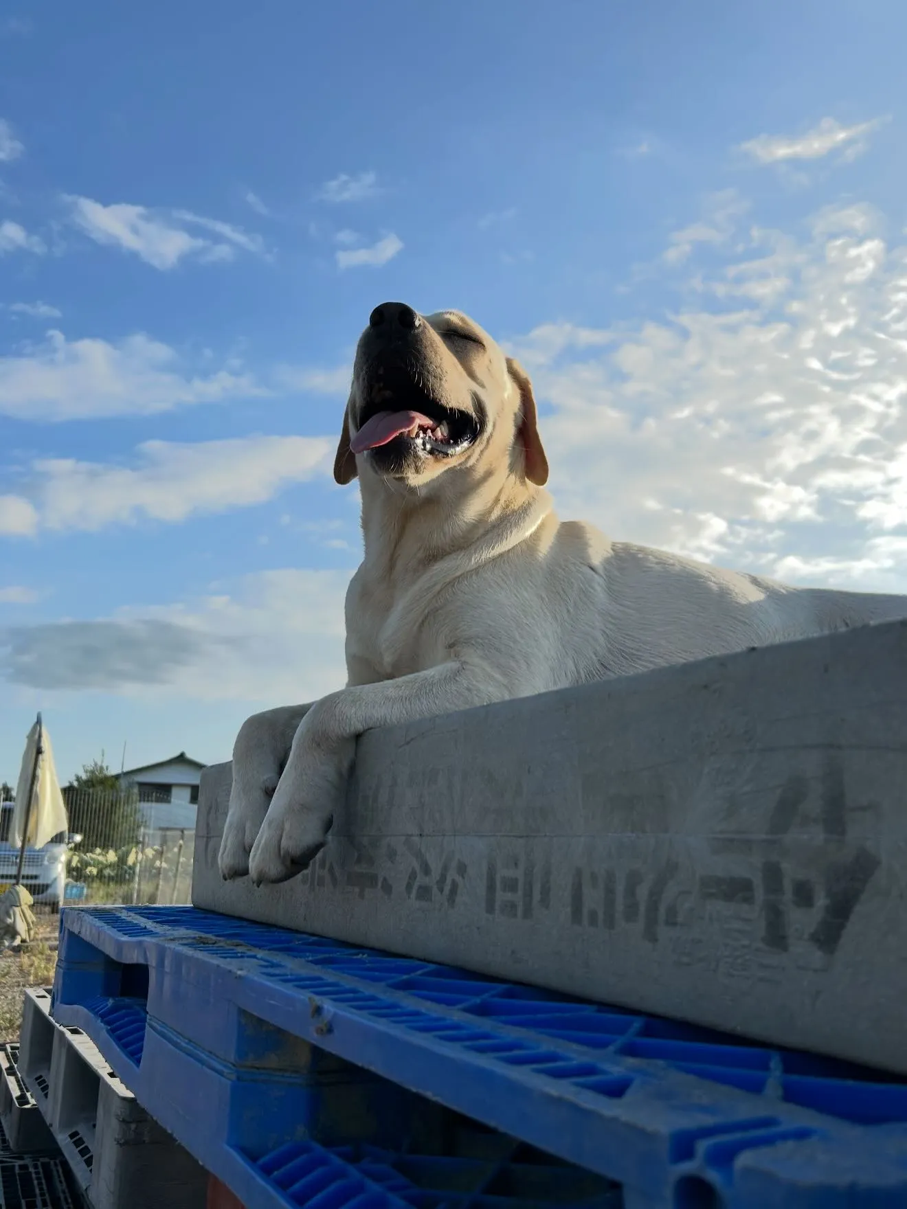 今日も、穏やかに、ゆっくりと時間が流れております🐶😌