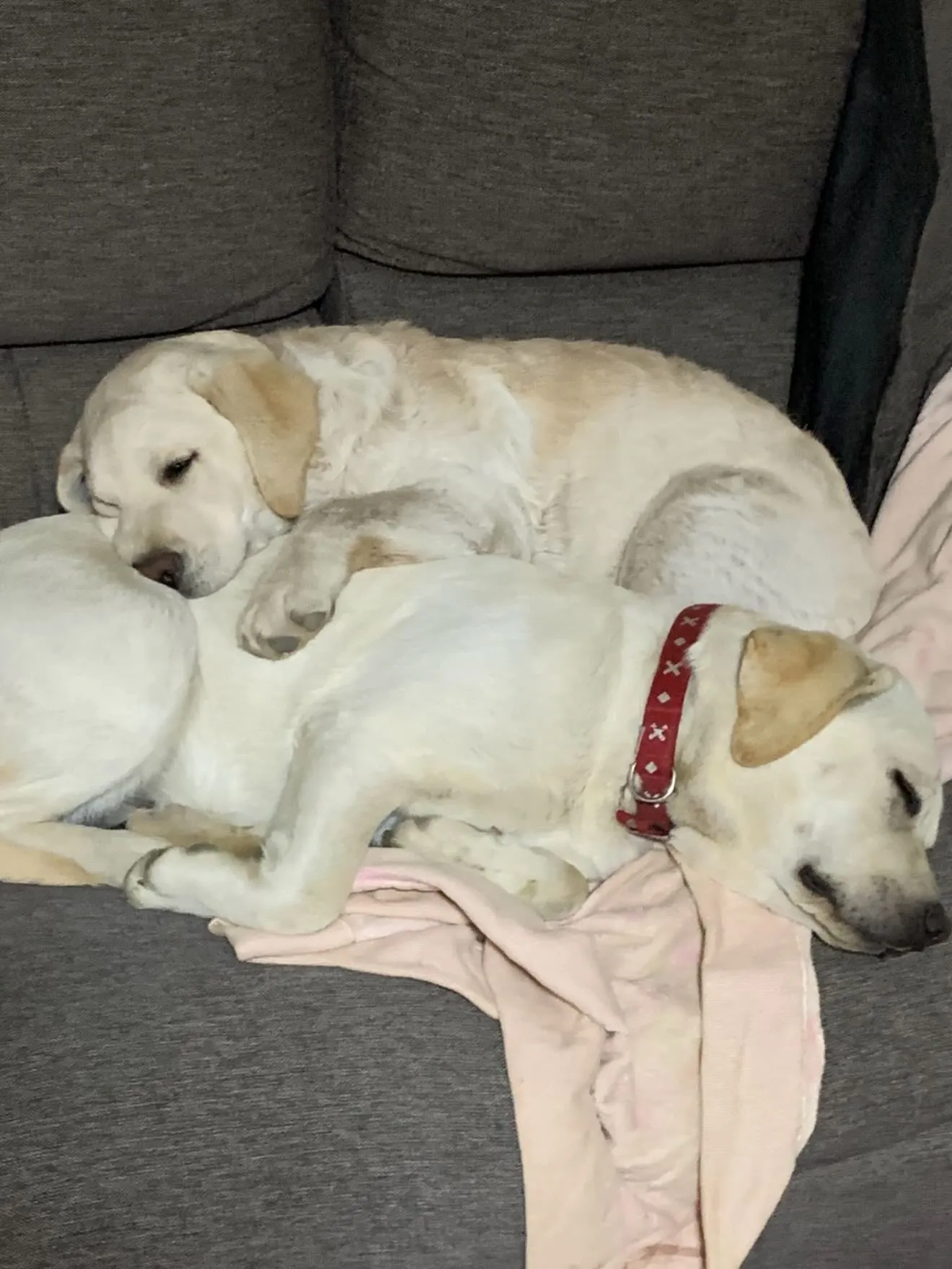 今日も、穏やかに、ゆっくりと時間が流れております🐶😌