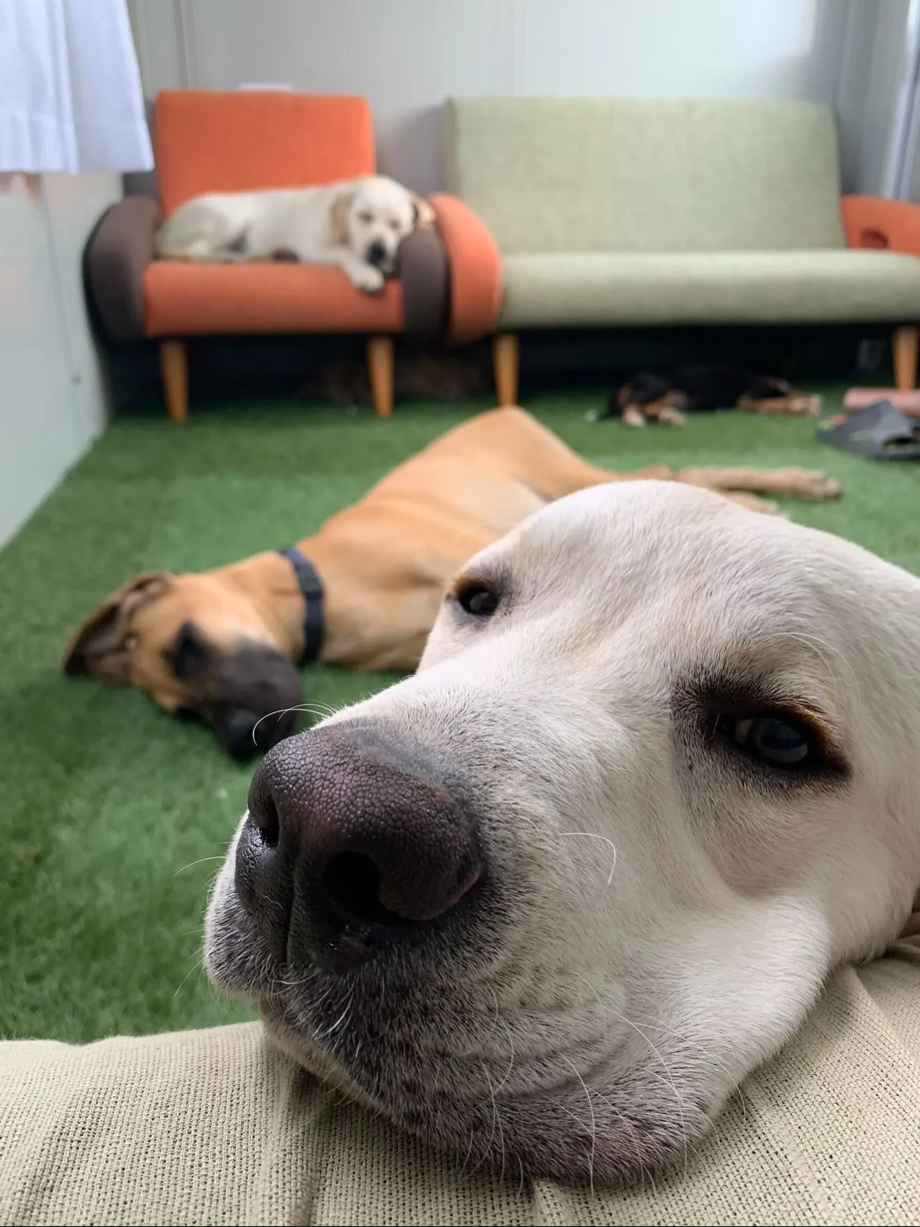 今日も、穏やかに、ゆっくりと時間が流れております🐶😌