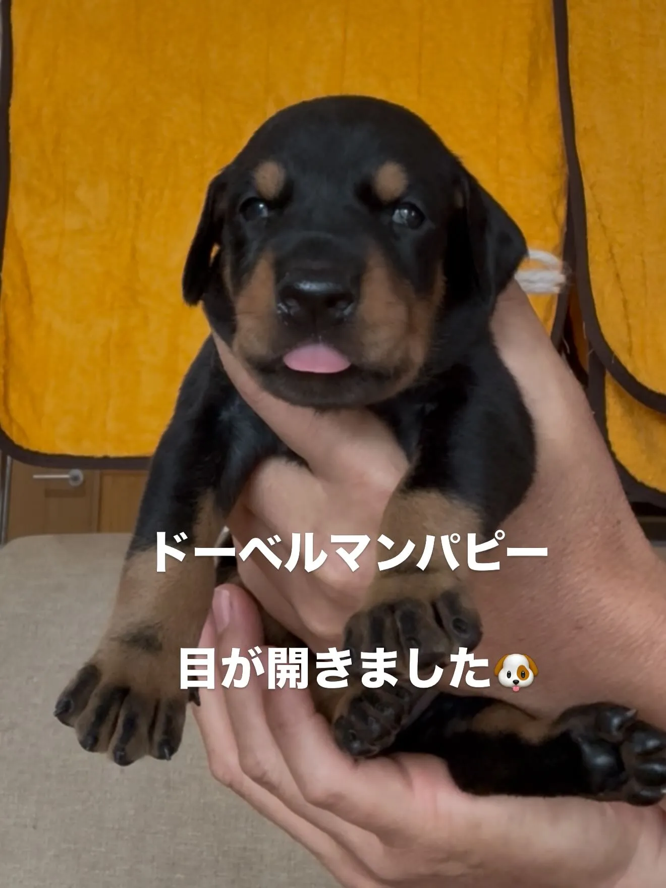 素晴らしい両親より誕生致しました。