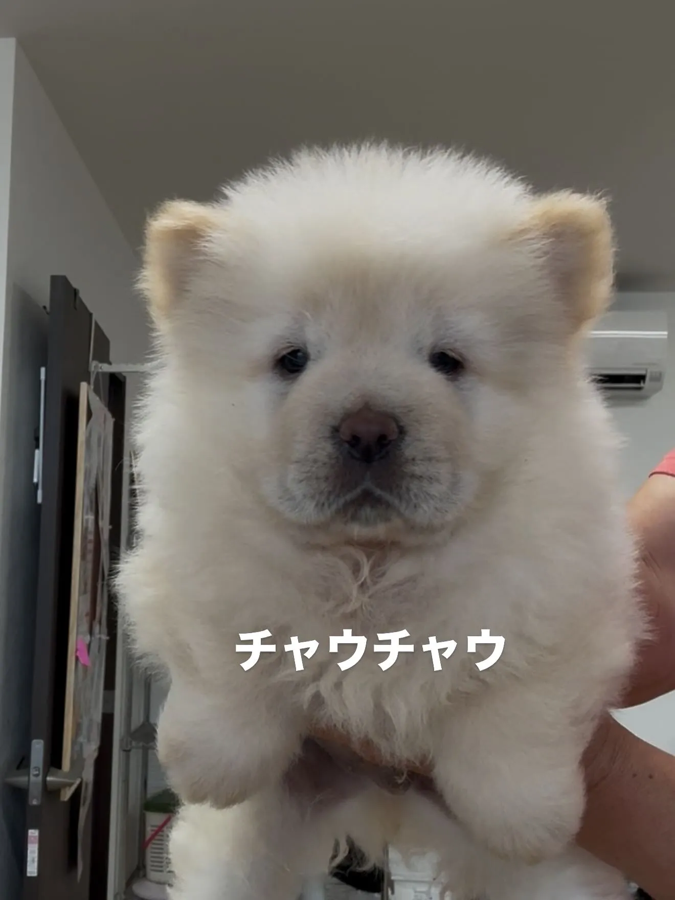 素晴らしい仲間たちがやって来ました😌🐶