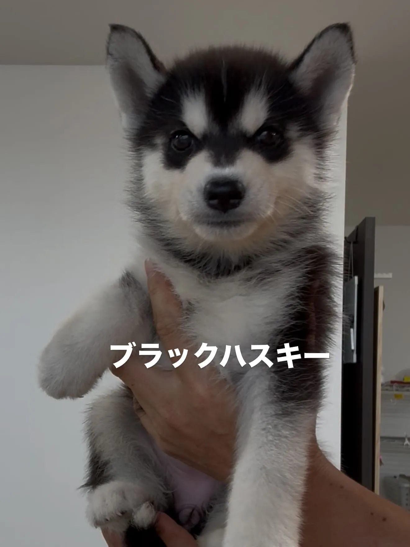素晴らしい仲間たちがやって来ました😌🐶