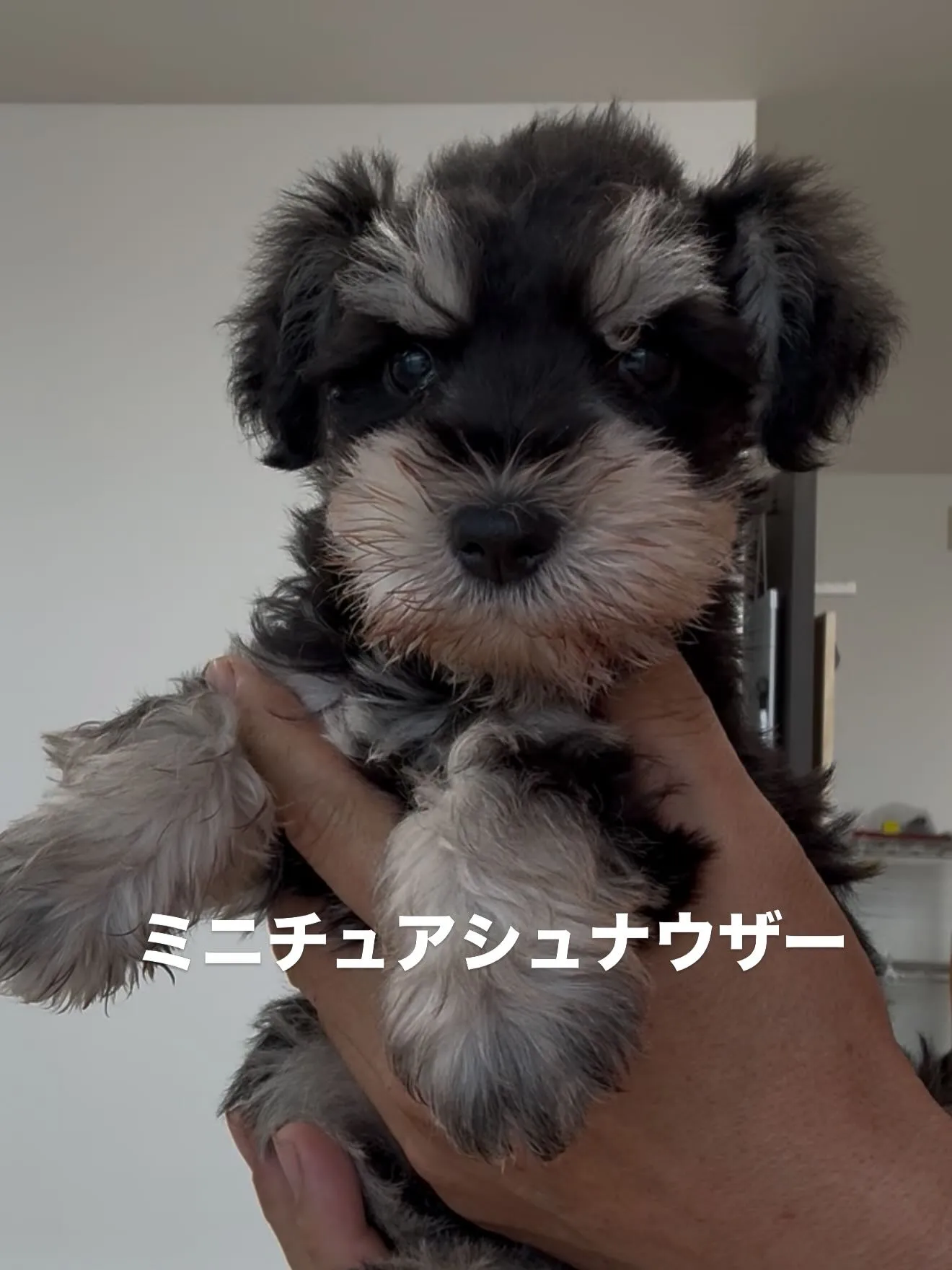 素晴らしい仲間たちがやって来ました😌🐶