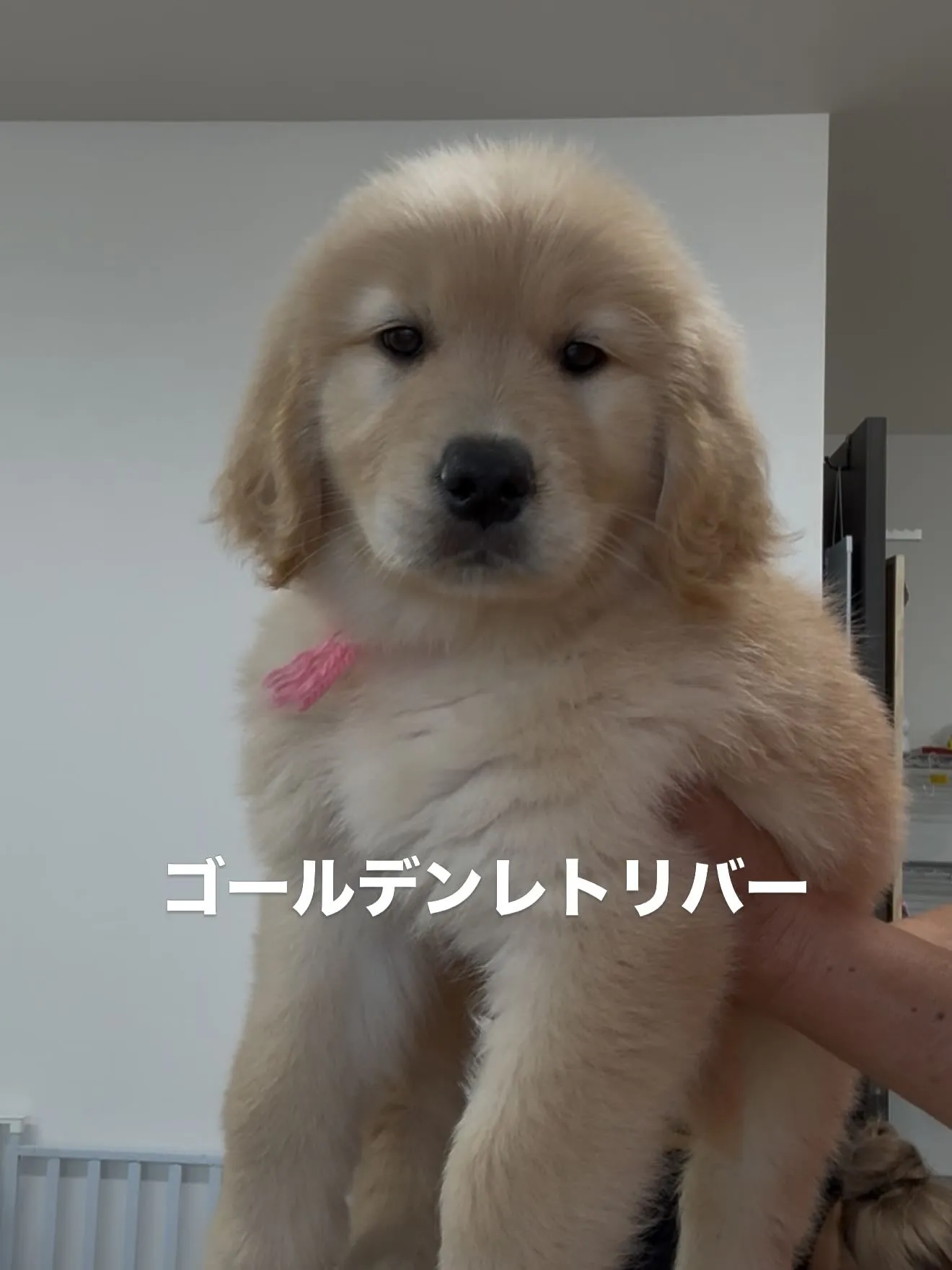素晴らしい仲間たちがやって来ました😌🐶