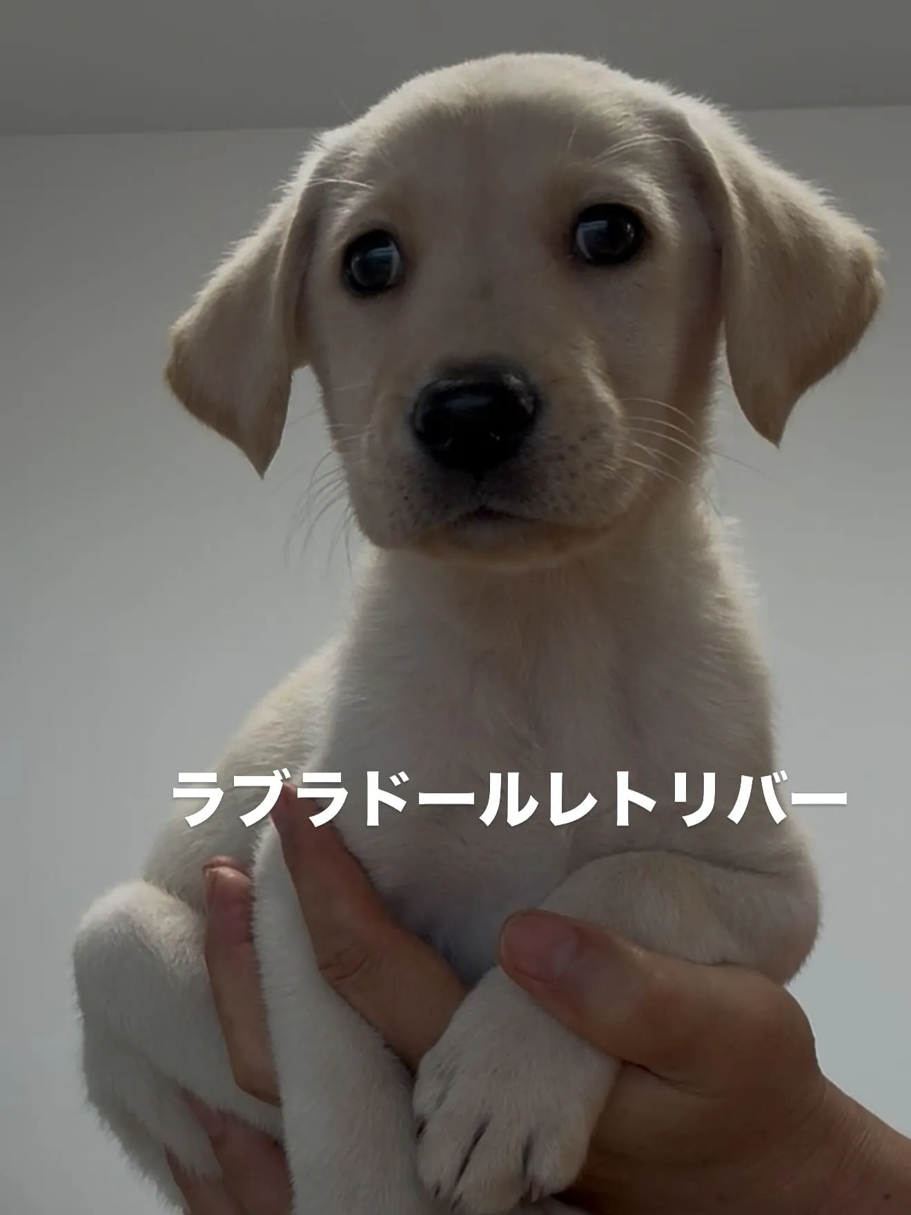 素晴らしい仲間たちがやって来ました😌🐶