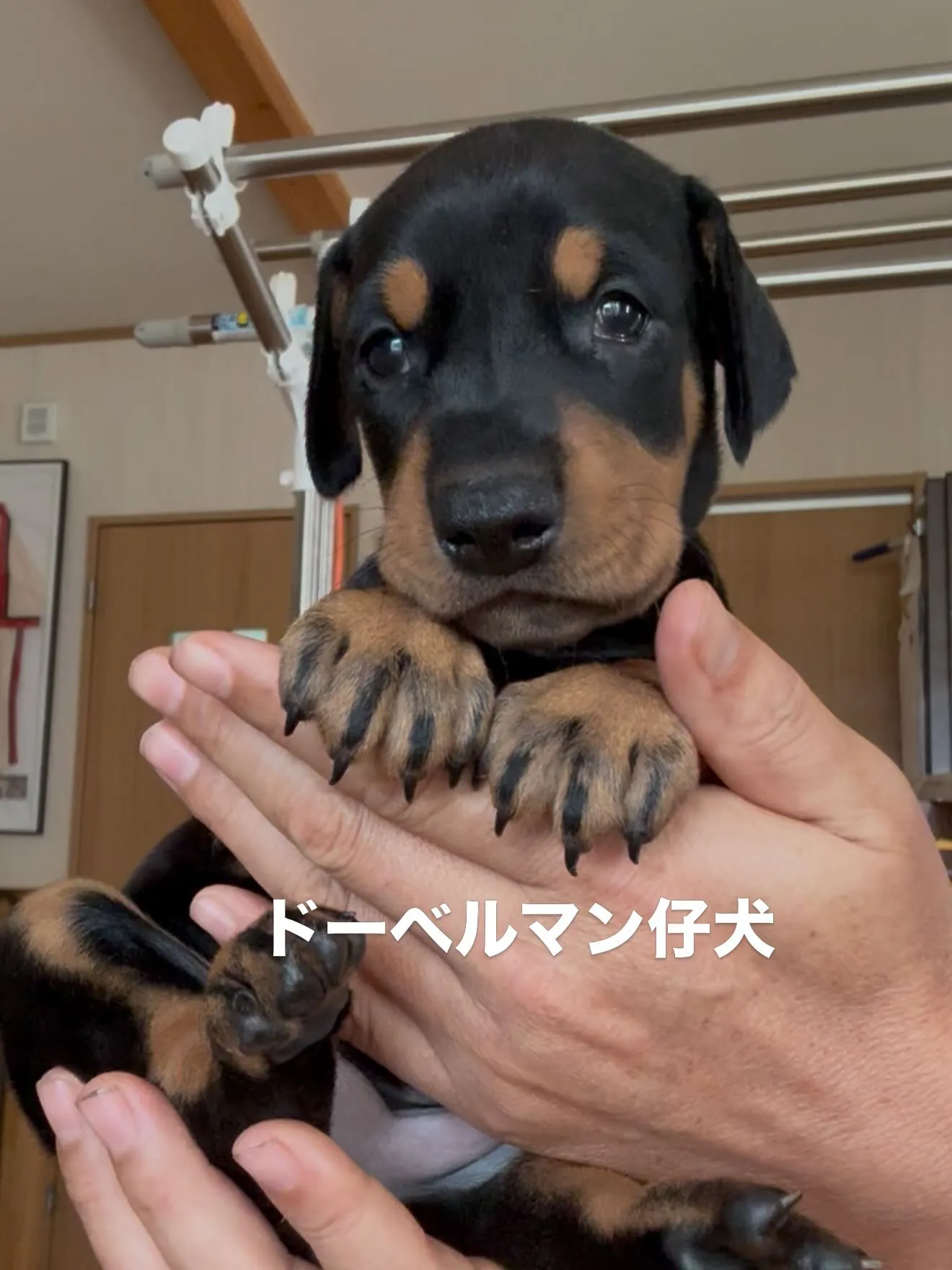 午前のひととき🐶🏠