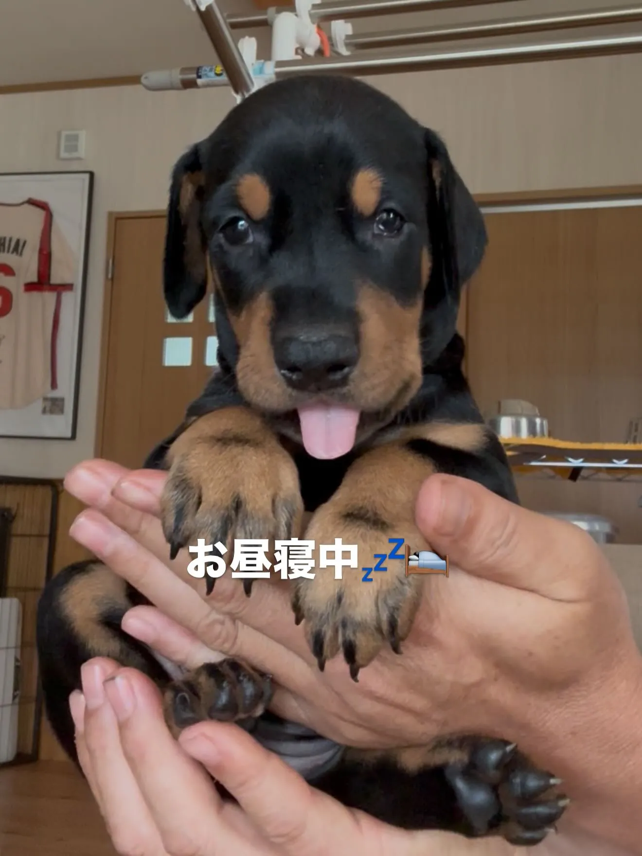 午前のひととき🐶🏠