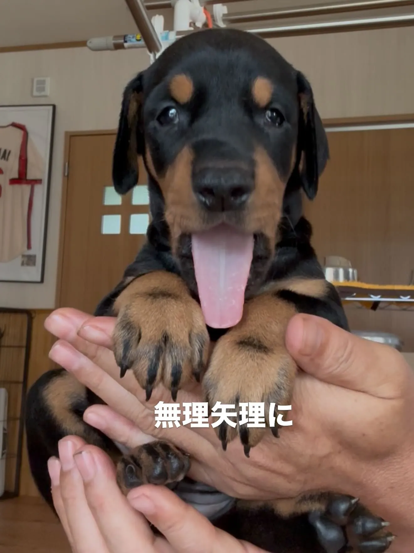 午前のひととき🐶🏠