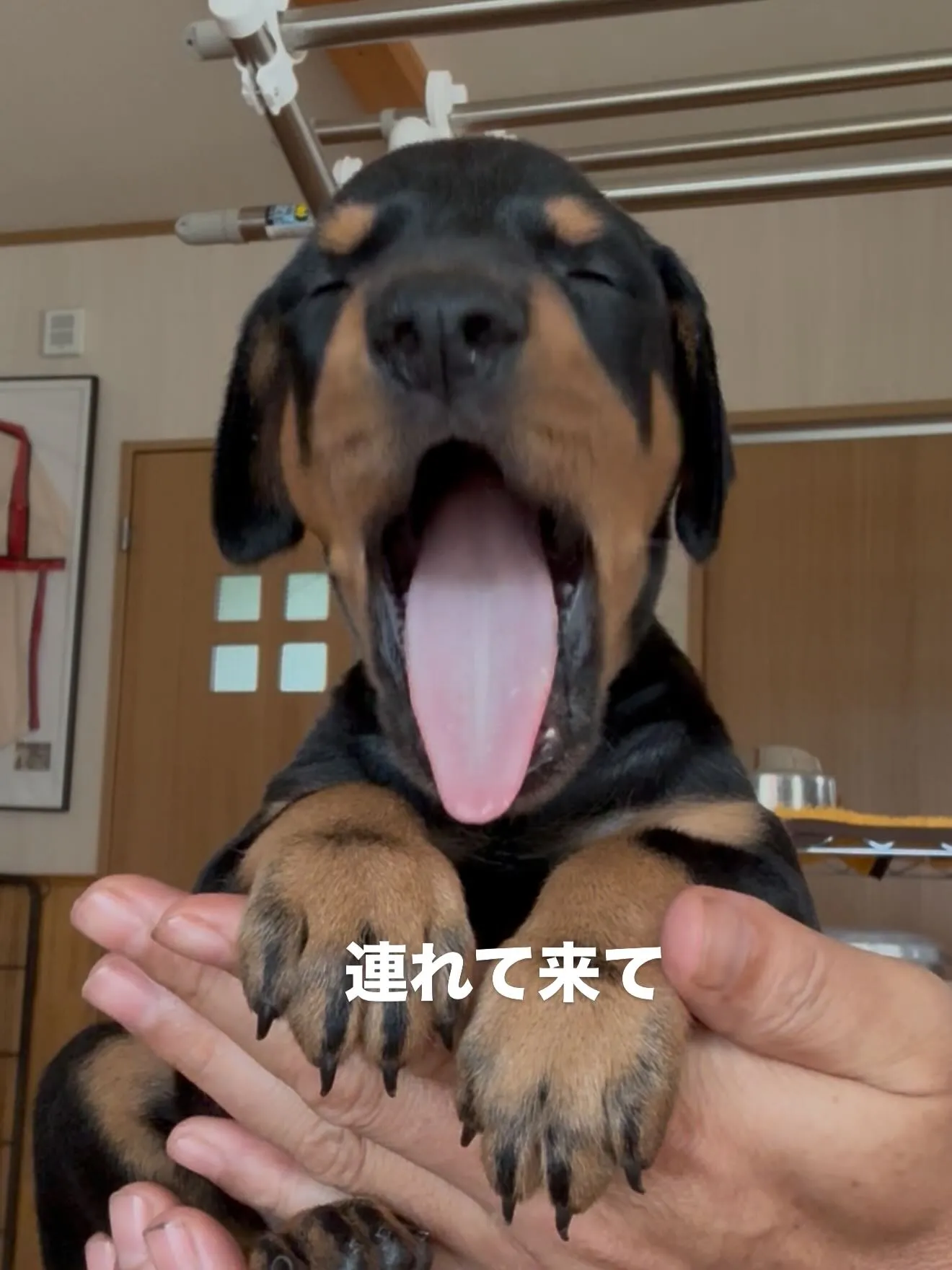午前のひととき🐶🏠