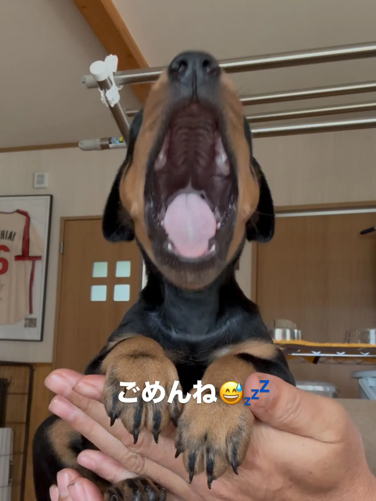 午前のひととき🐶🏠