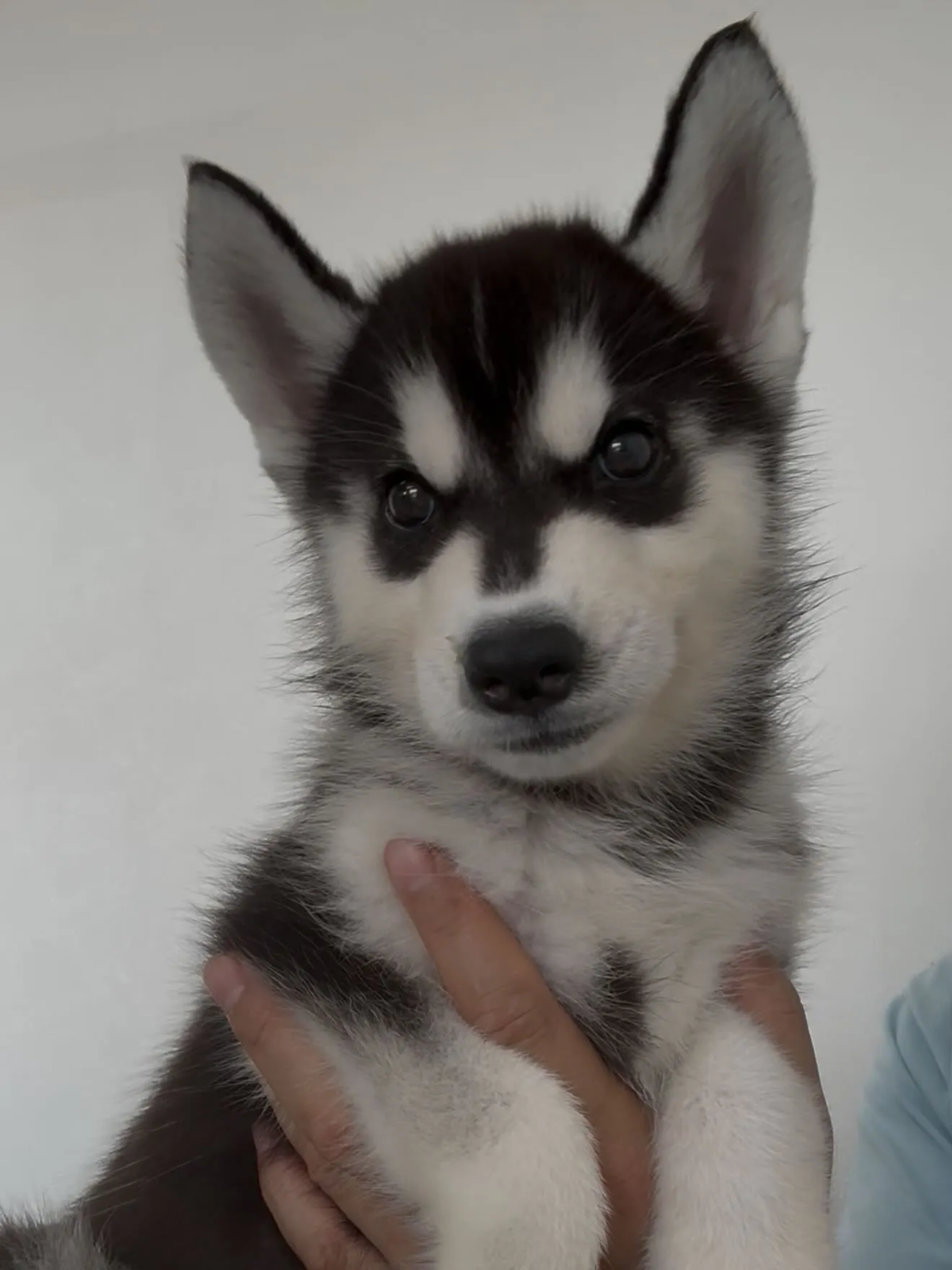 立派に成長しております😌🐶