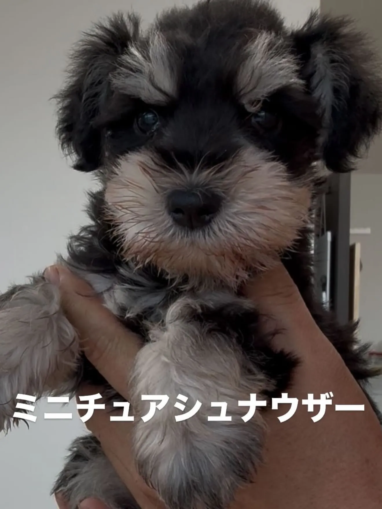 立派に成長しております😌🐶