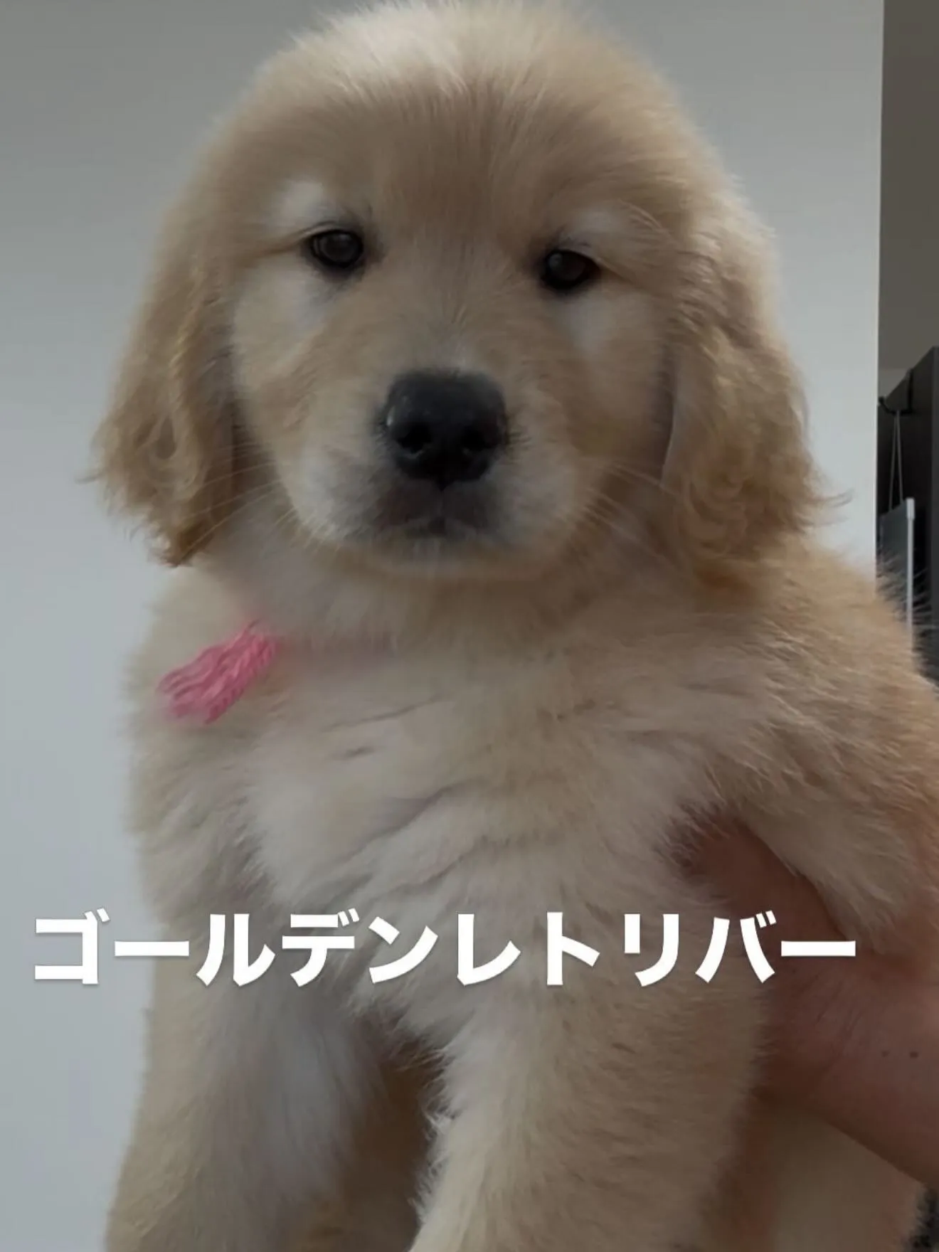 立派に成長しております😌🐶