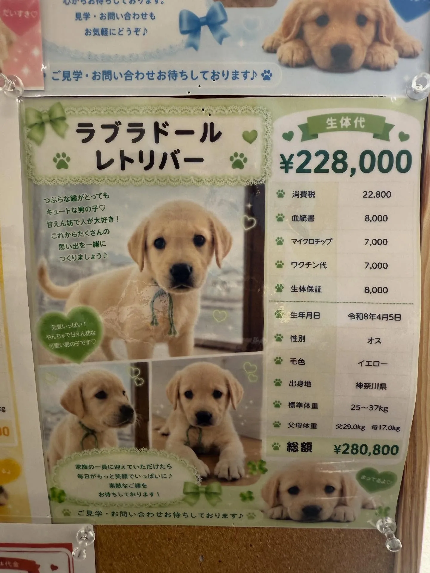 立派に成長しております😌🐶