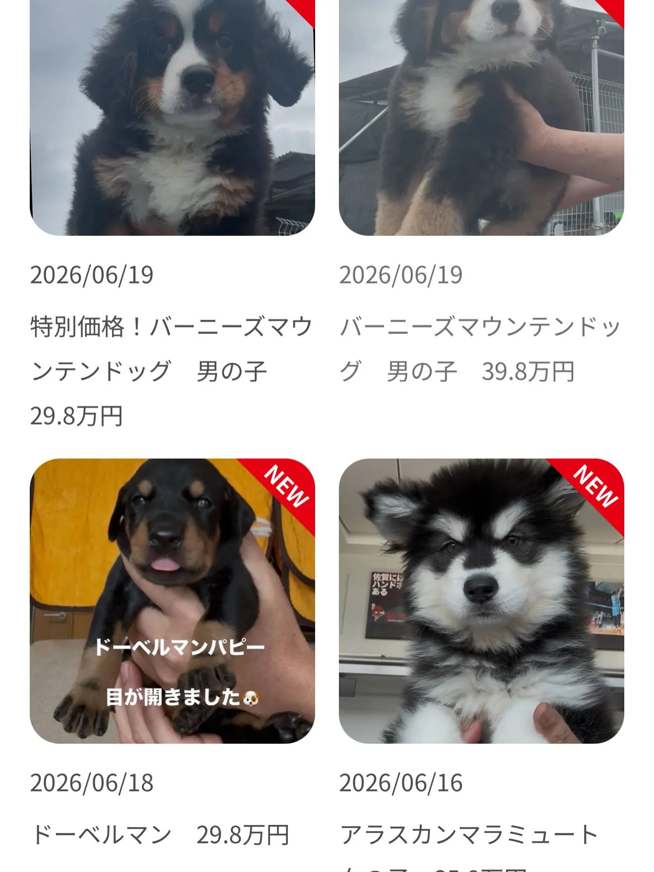 素晴らしいバーニーズマウンテンドッグです。
