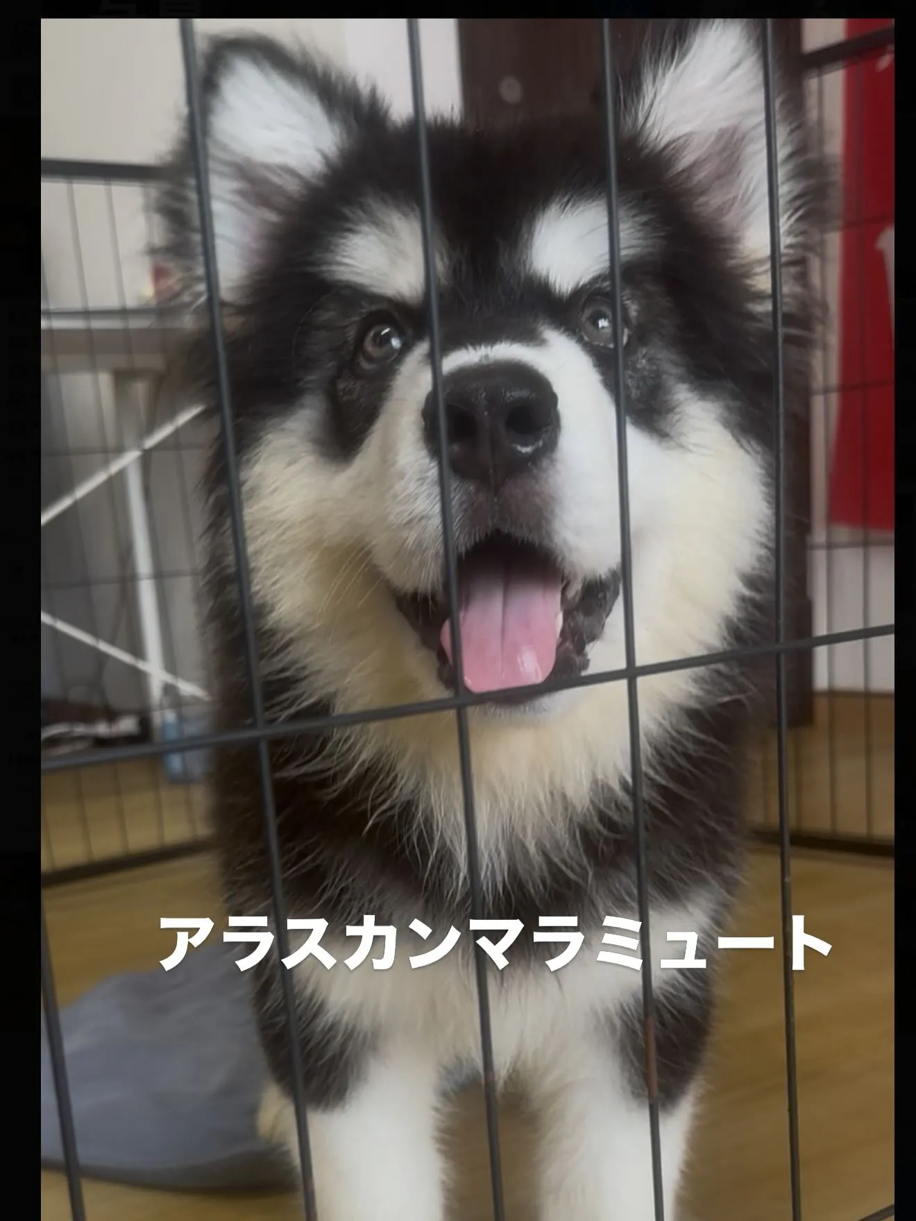 素晴らしい仔犬たちです😊