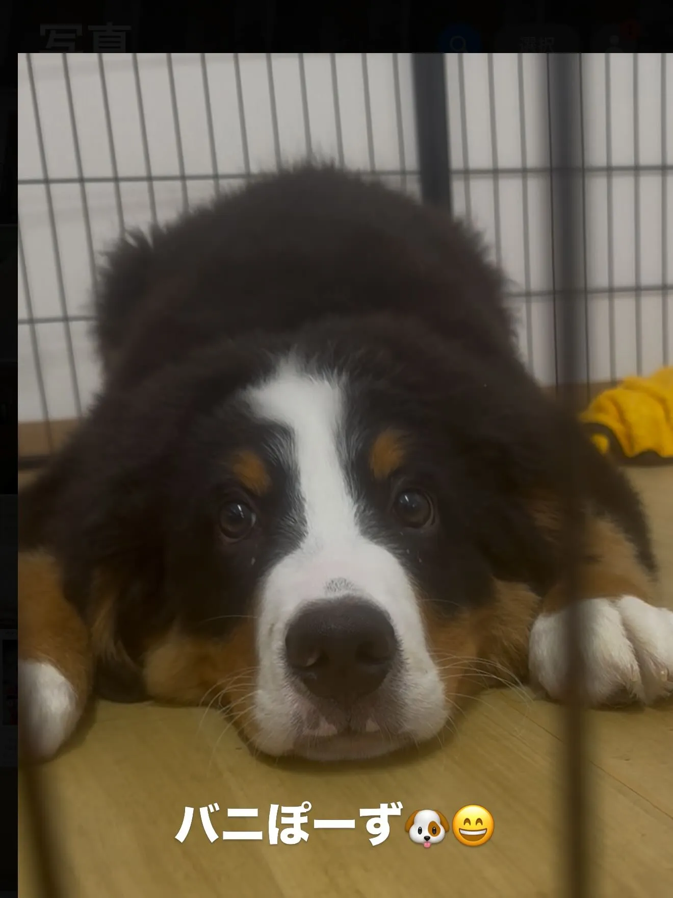 素晴らしい仔犬たちです😊