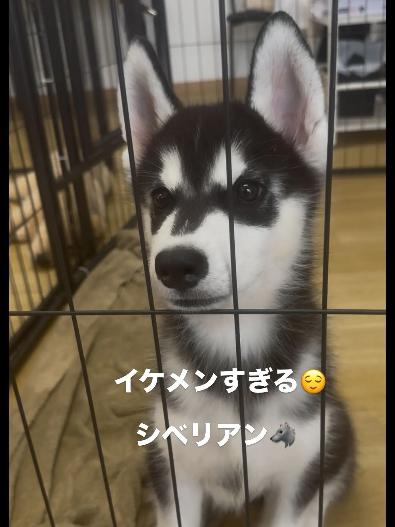素晴らしい仔犬たちです😊