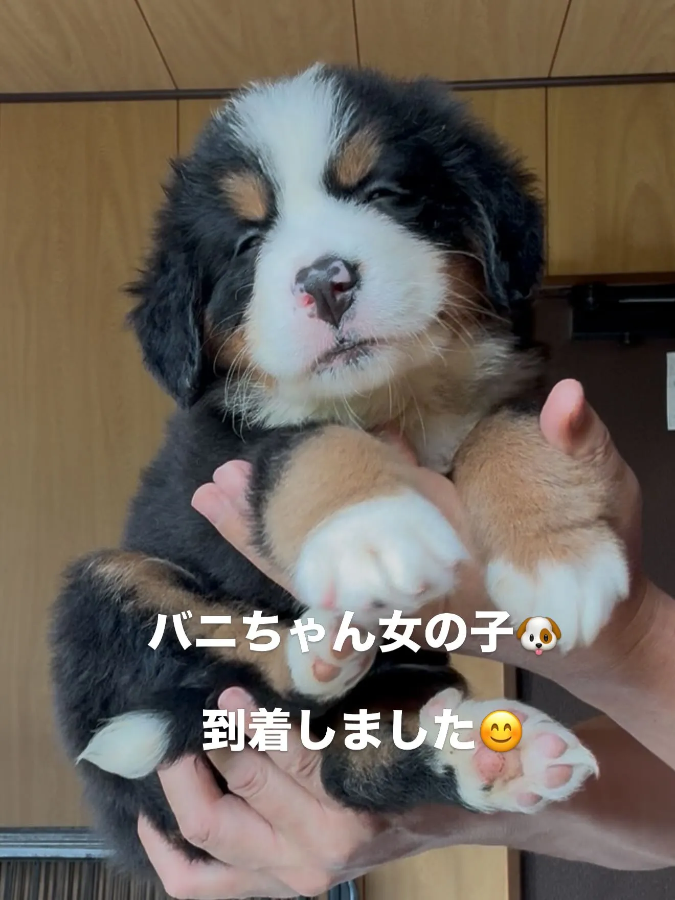 バーニーズマウンテンドッグの女の子