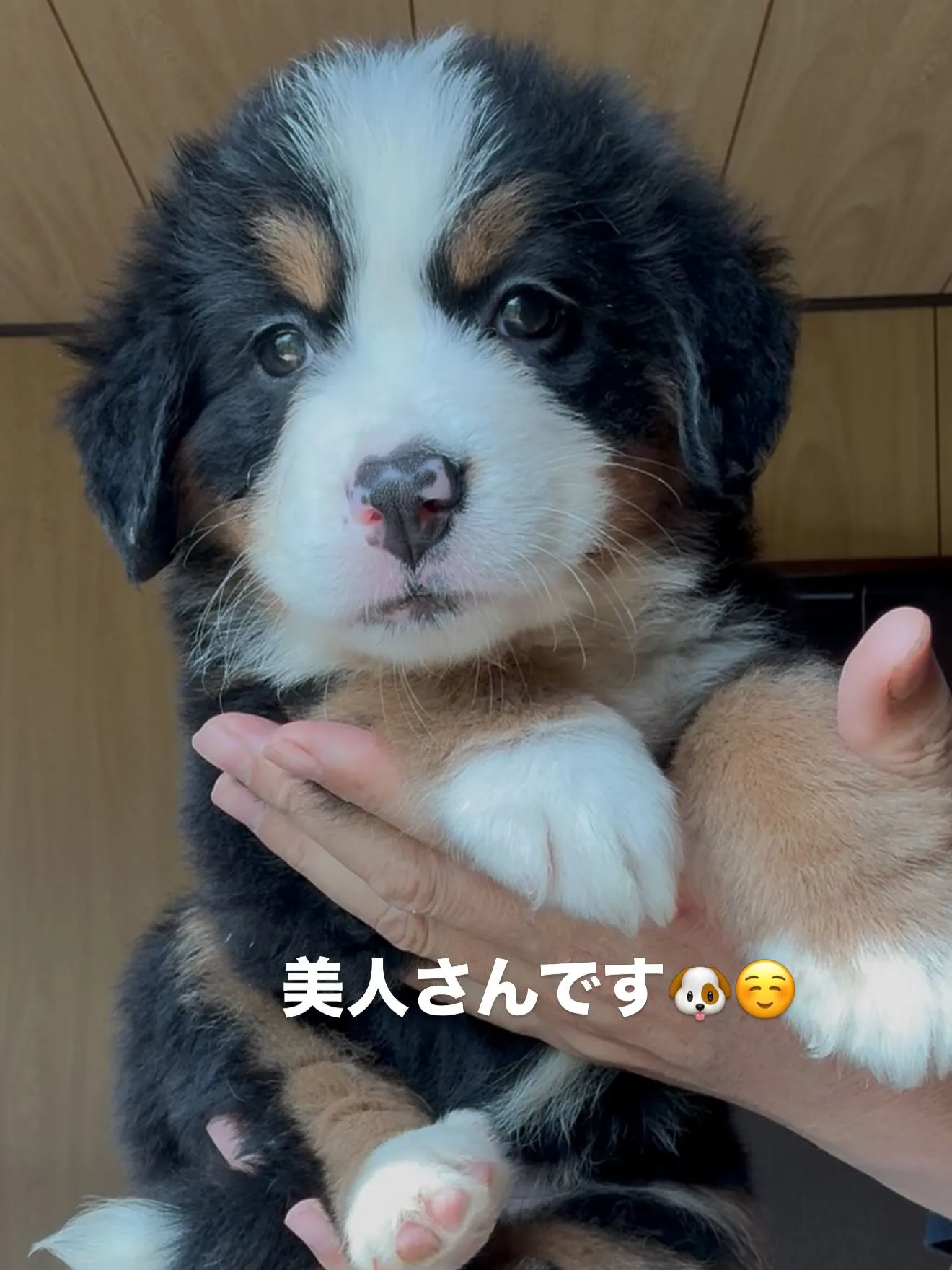 バーニーズマウンテンドッグの女の子