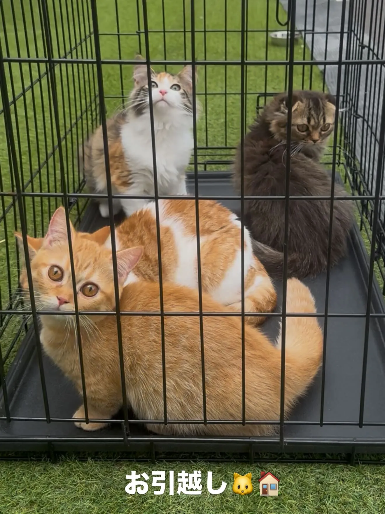 午後のひととき🐱