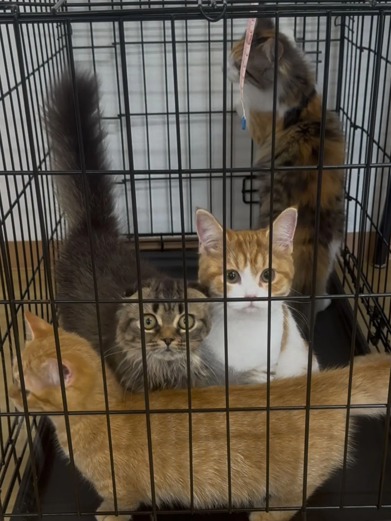 午後のひととき🐱