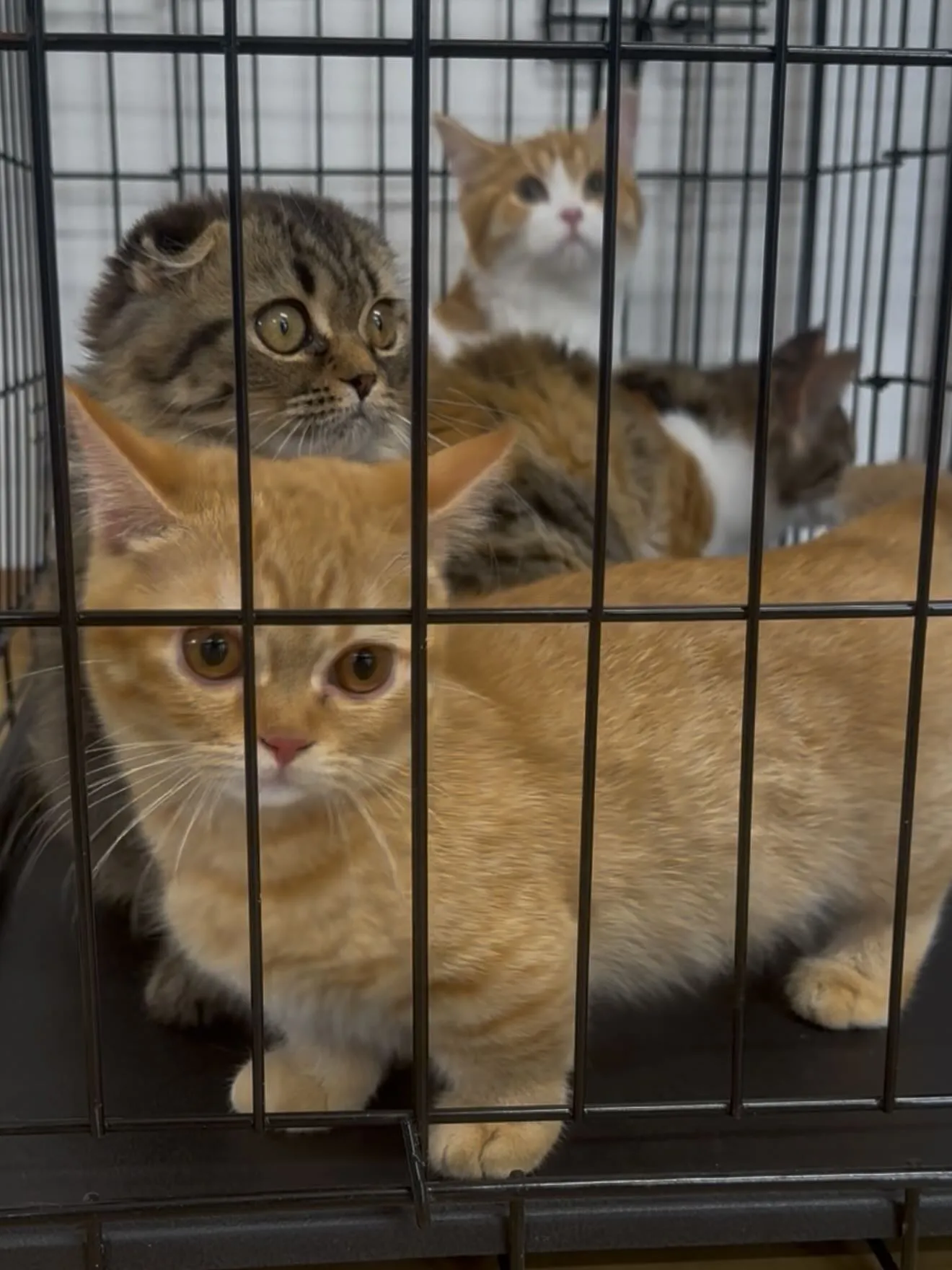 午後のひととき🐱