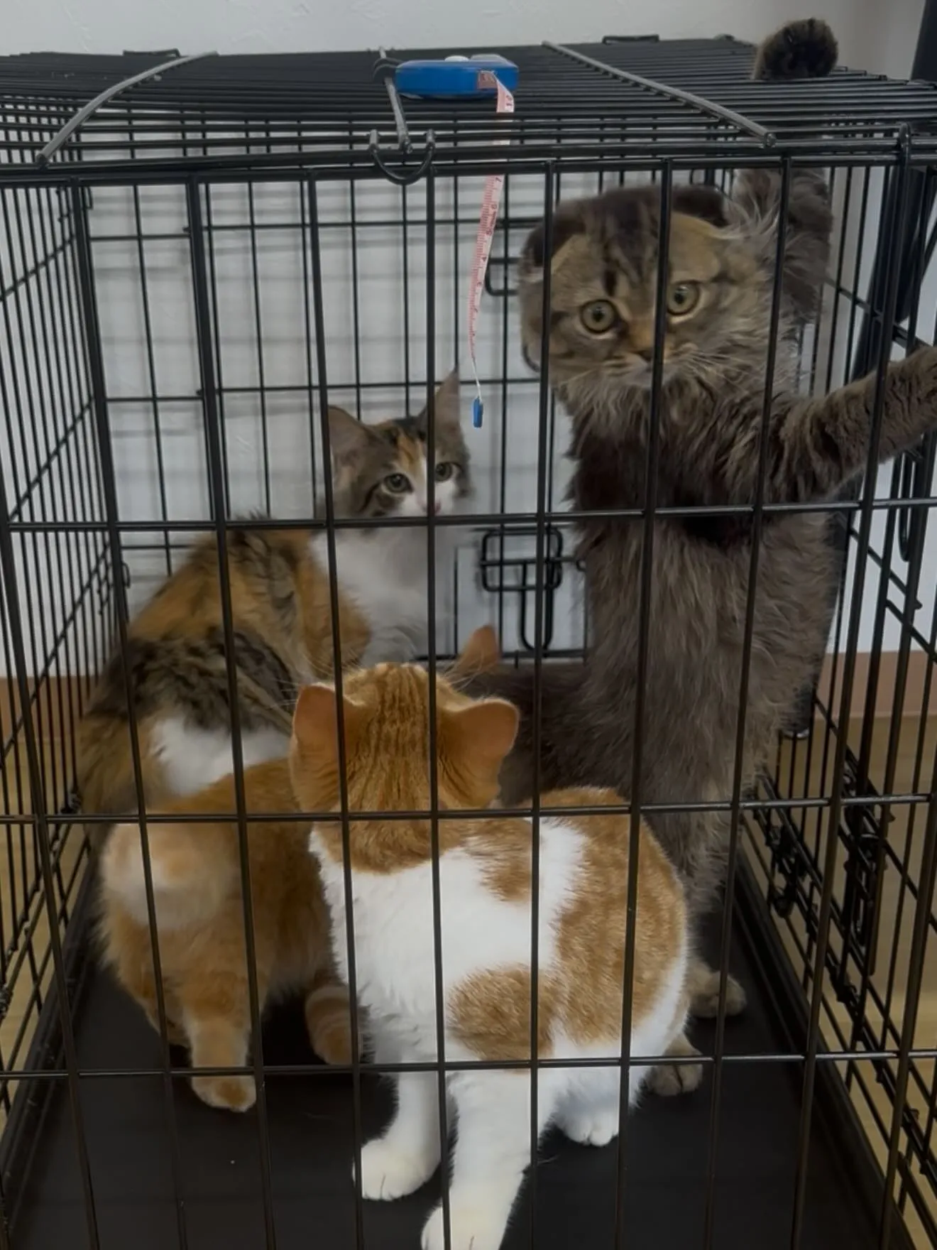午後のひととき🐱