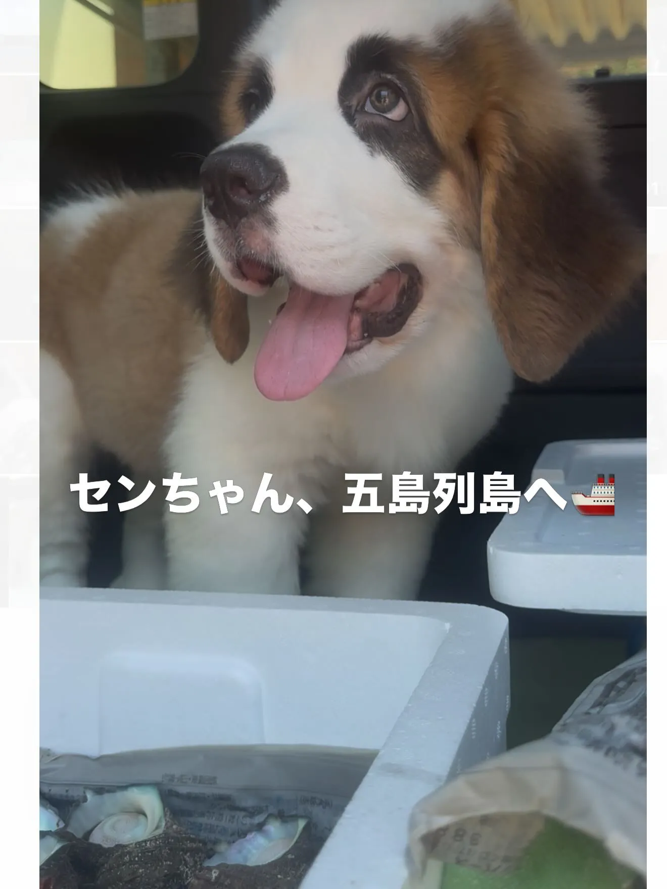 セントバーナードの🇨🇭センちゃん🐶