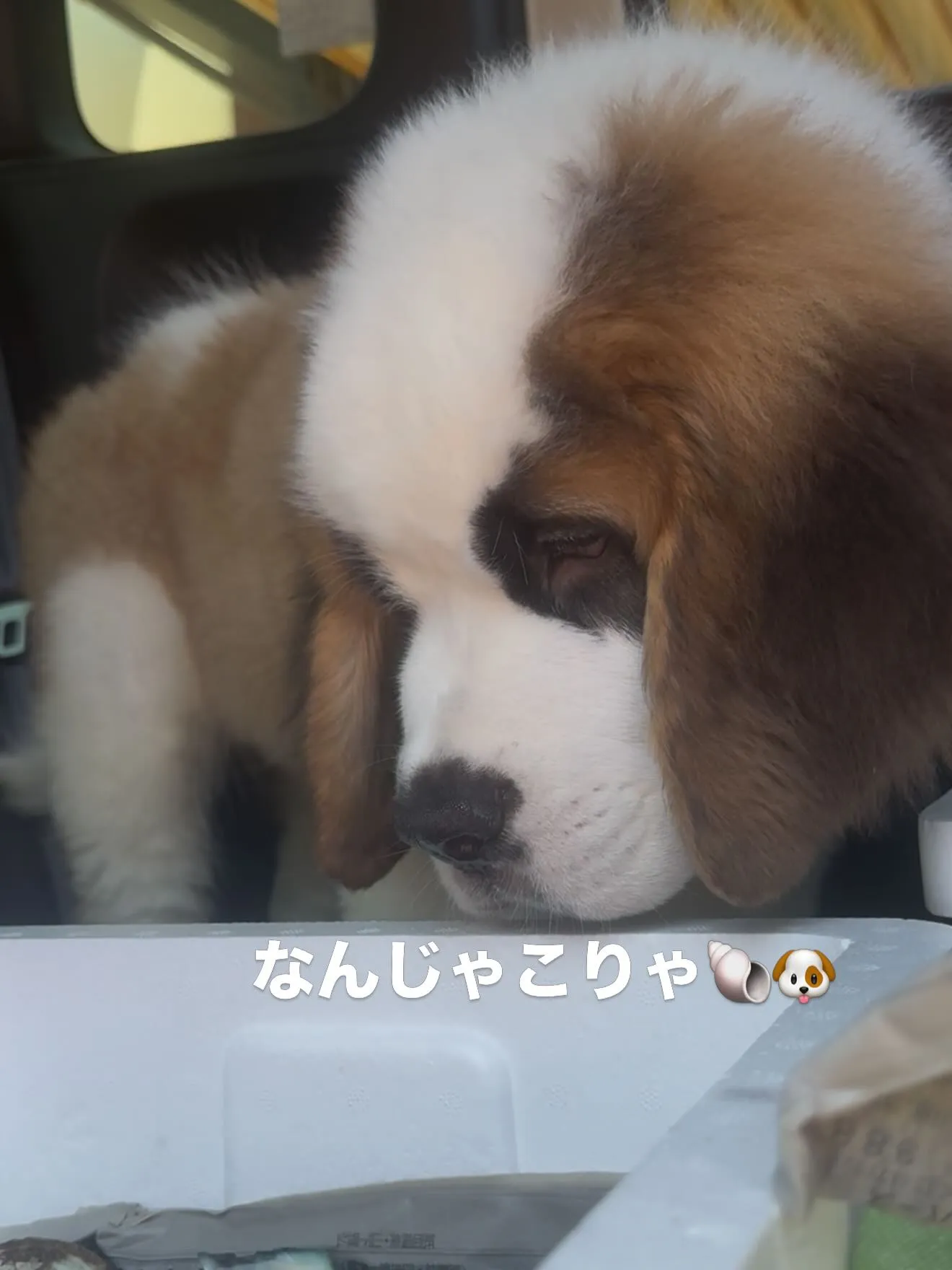 セントバーナードの🇨🇭センちゃん🐶