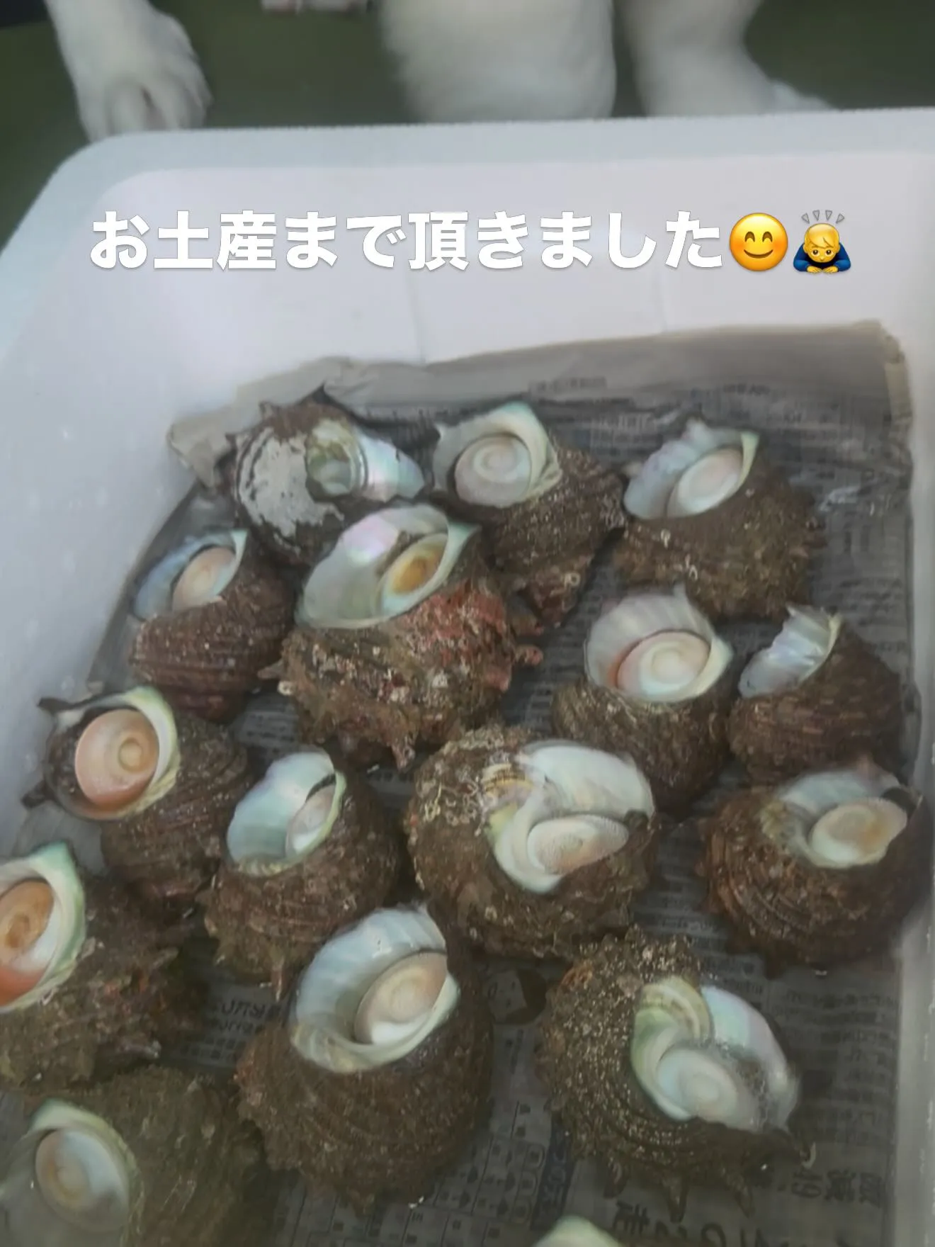 セントバーナードの🇨🇭センちゃん🐶