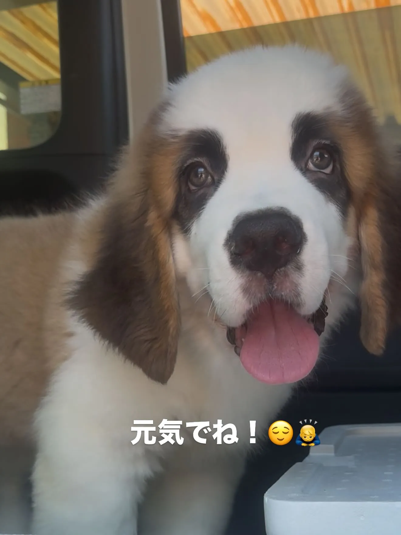セントバーナードの🇨🇭センちゃん🐶