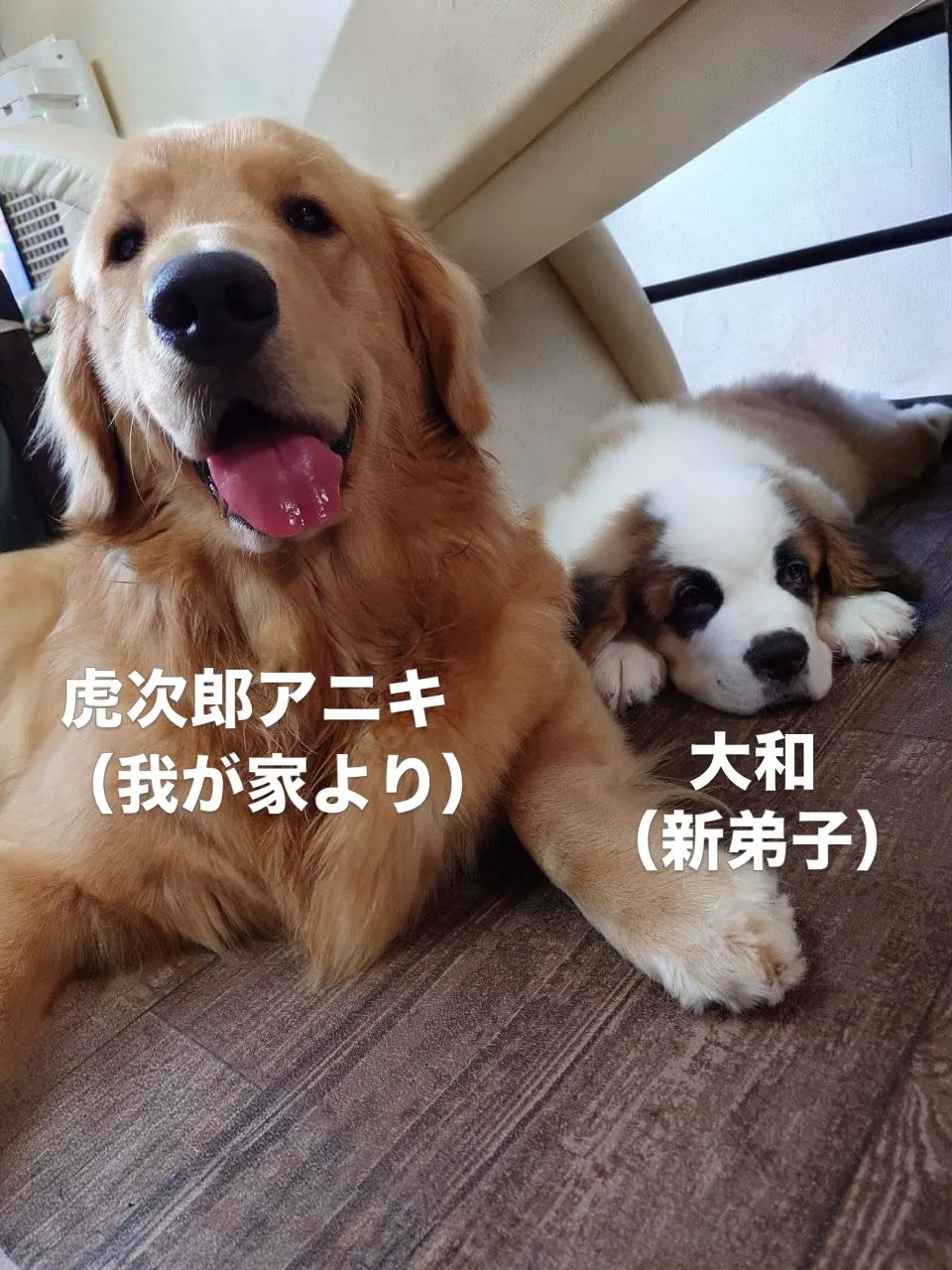 セントバーナードの大和、新たな生活をスタートさせました🏠😊
